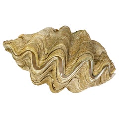 Complete Giant Clam Shell Specimen Tridacna 
