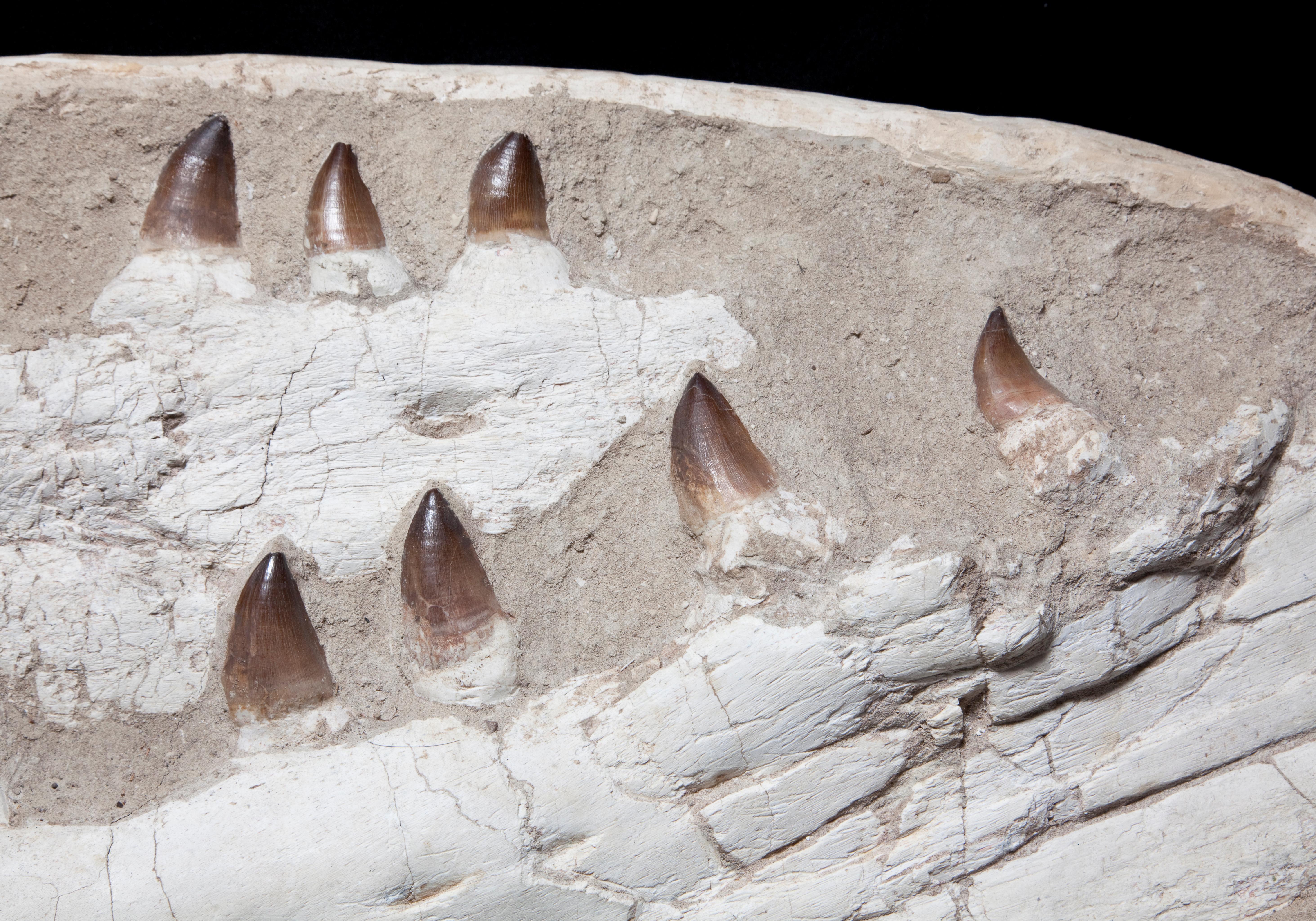 Moroccan Complete Mosasaurus Jaw Section dating 90 Million Years Old from Morocco