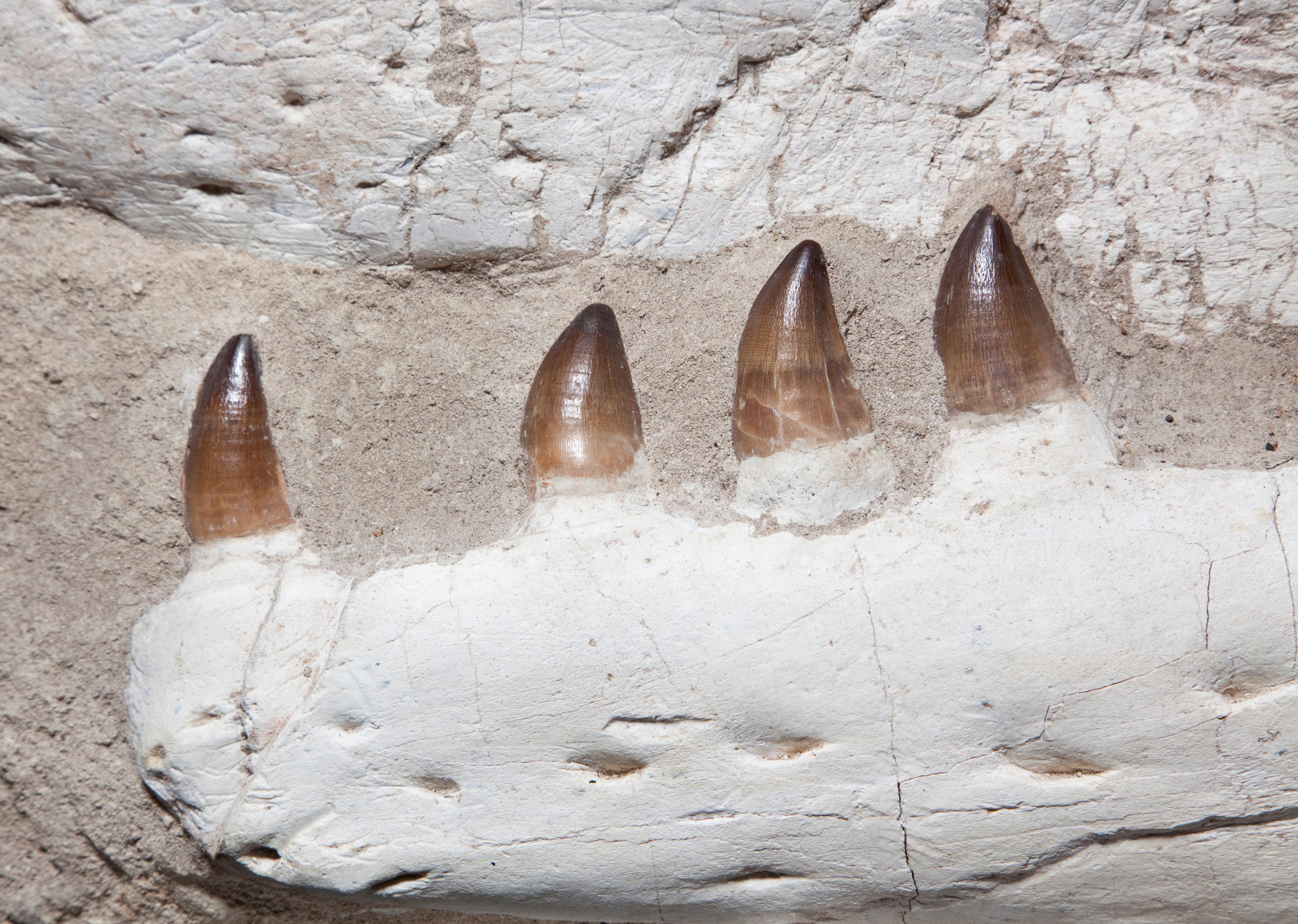 Complete Mosasaurus Jaw Section dating 90 Million Years Old from Morocco In Excellent Condition In London, GB