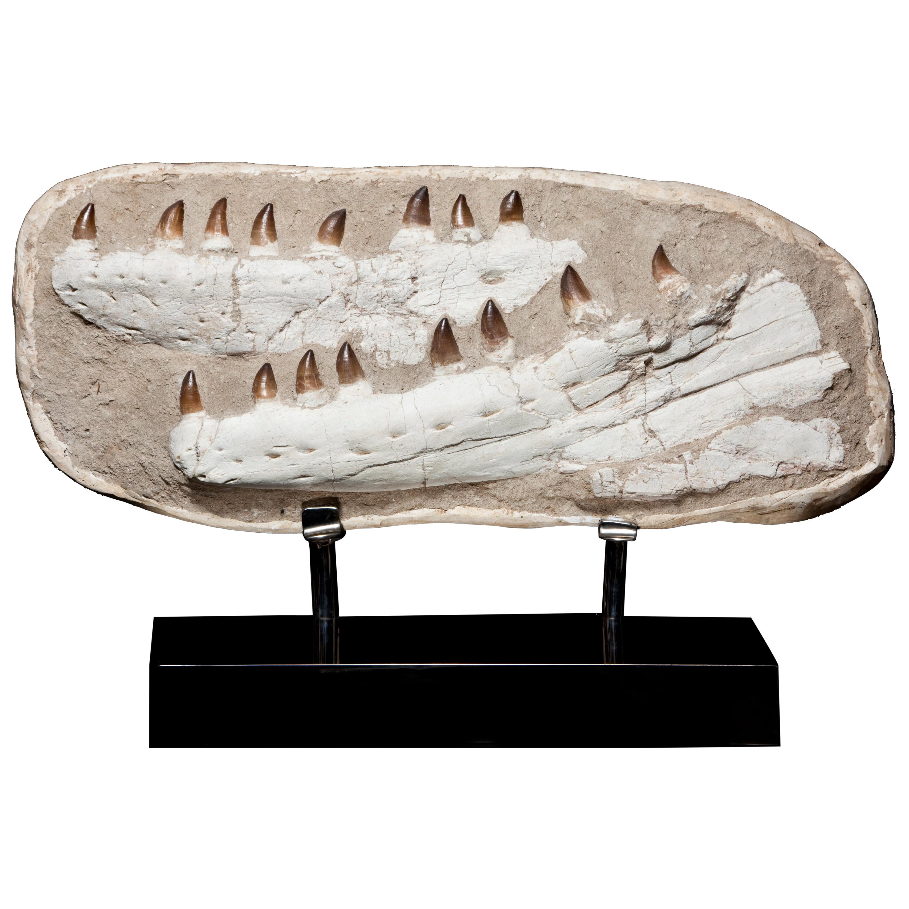 Complete Mosasaurus Jaw Section dating 90 Million Years Old from Morocco