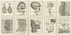Complete Set of 10 Camel Anatomy Engravings, Buffon Scientific Plates 1769