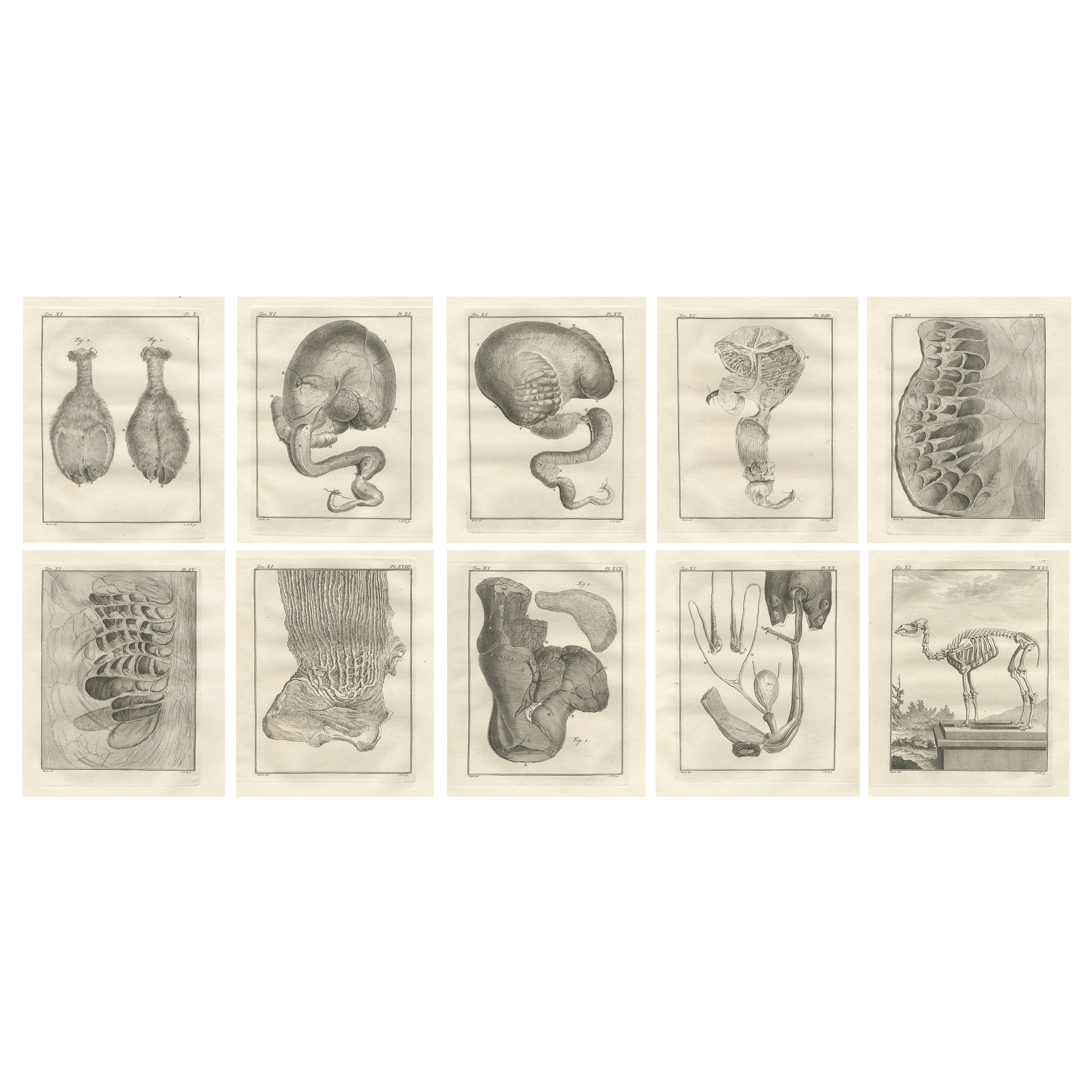 Ensemble complet de 10 gravures d
anatomie du chameau, planches scientifiques de Buffon 1769