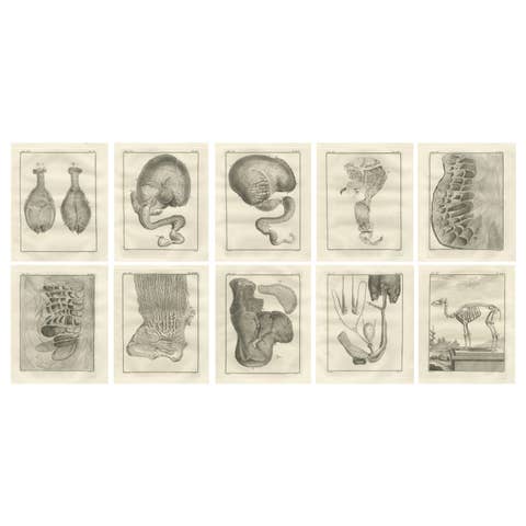 Complete Set of 10 Camel Anatomy Engravings, Buffon Scientific Plates 1769
