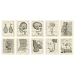 Complete Set of 10 Camel Anatomy Engravings, Buffon Scientific Plates 1769