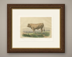 Comtois Bull, Antique French Cattle Breed Print, 1873