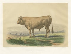 Comtois Bull, Antique French Cattle Breed Print, 1873