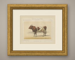 Comtoise Cow, French Cattle Breed, Antique Chromolithograph by Borie, 1863