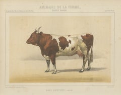 Comtoise Cow, French Cattle Breed, Antique Chromolithograph by Borie, 1863