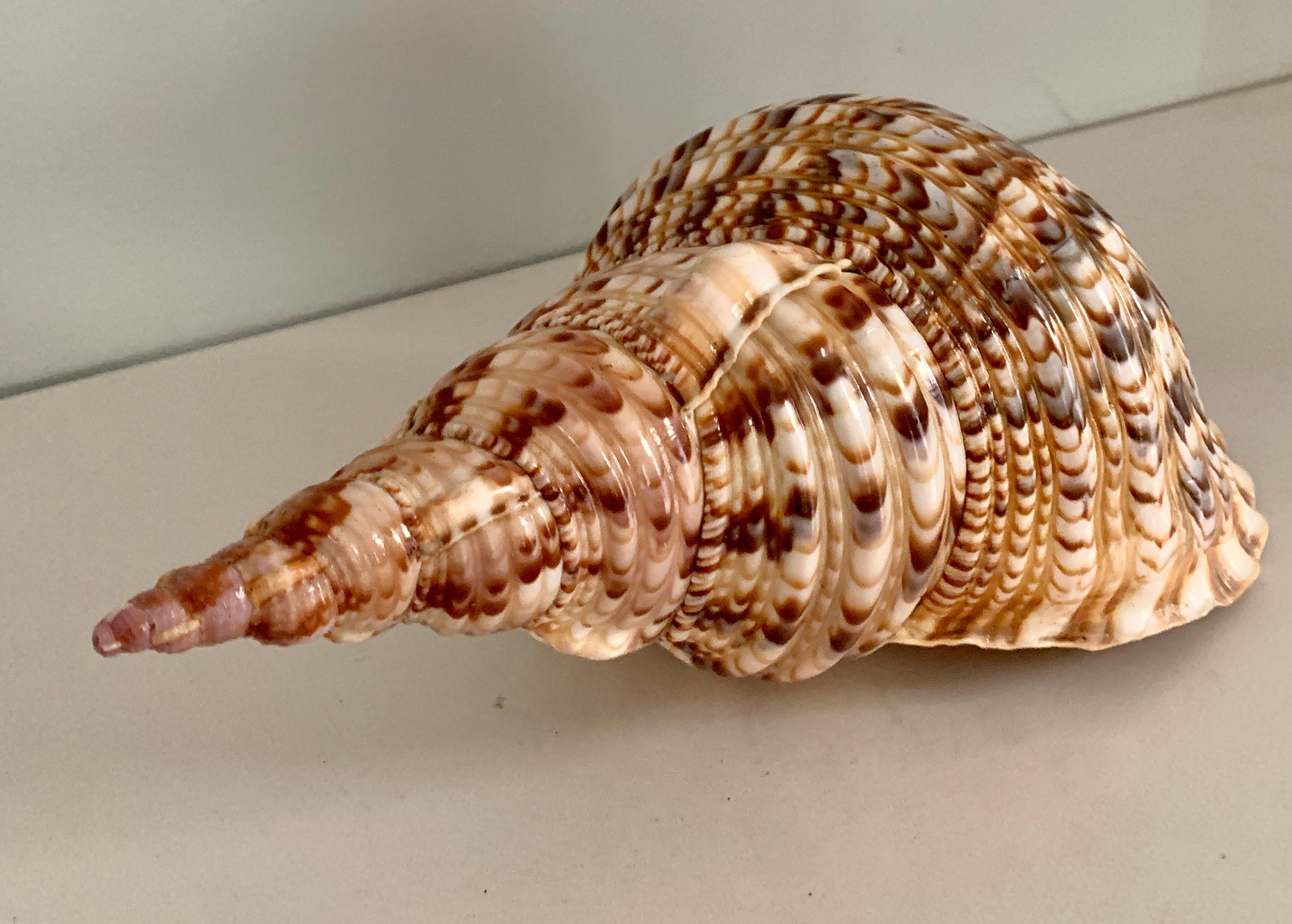 Conch or Auger Shell at 1stDibs | shell auger for sale, 20th conch