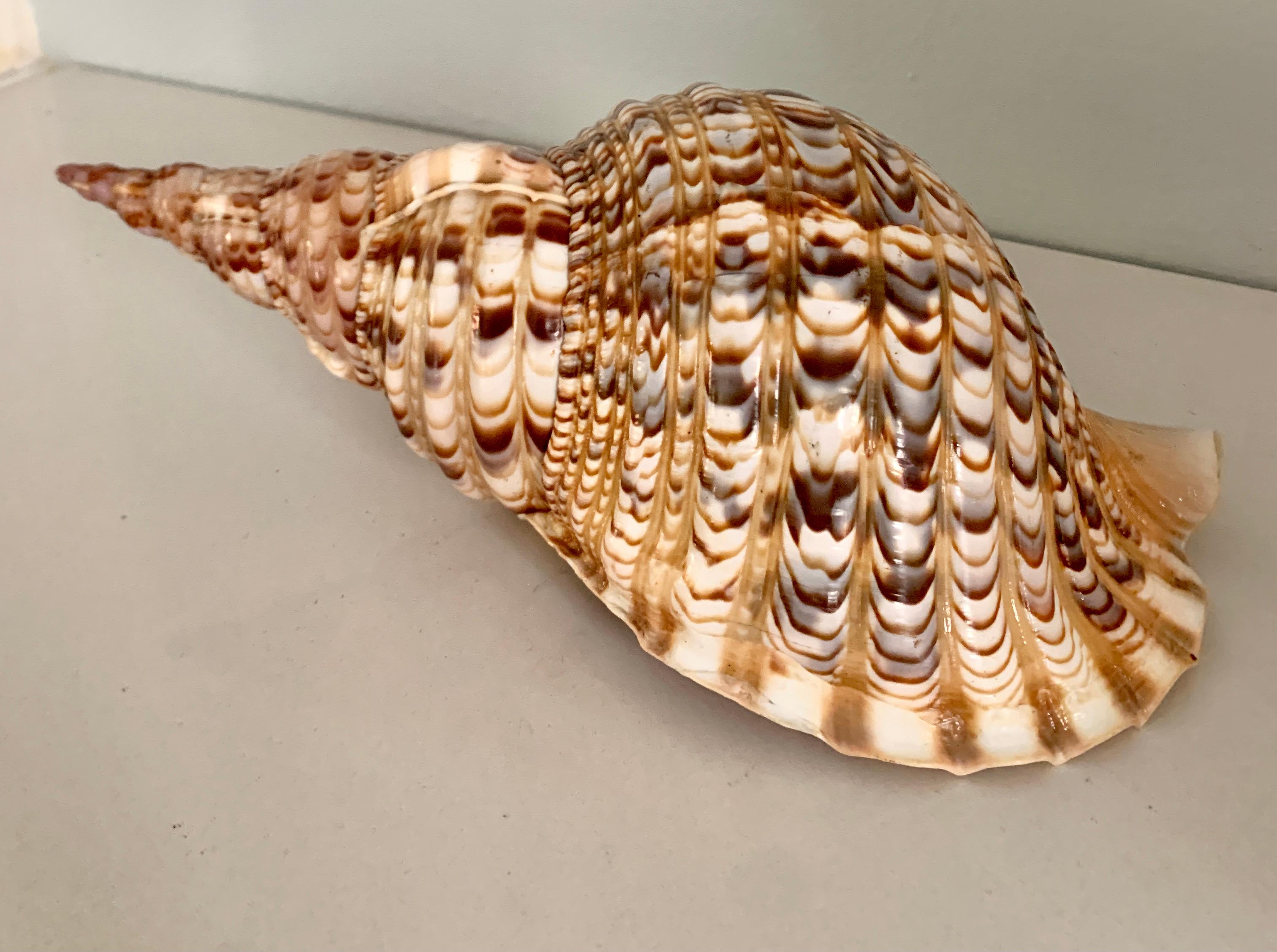 Conch or Auger Shell at 1stDibs | shell auger for sale, 20th conch
