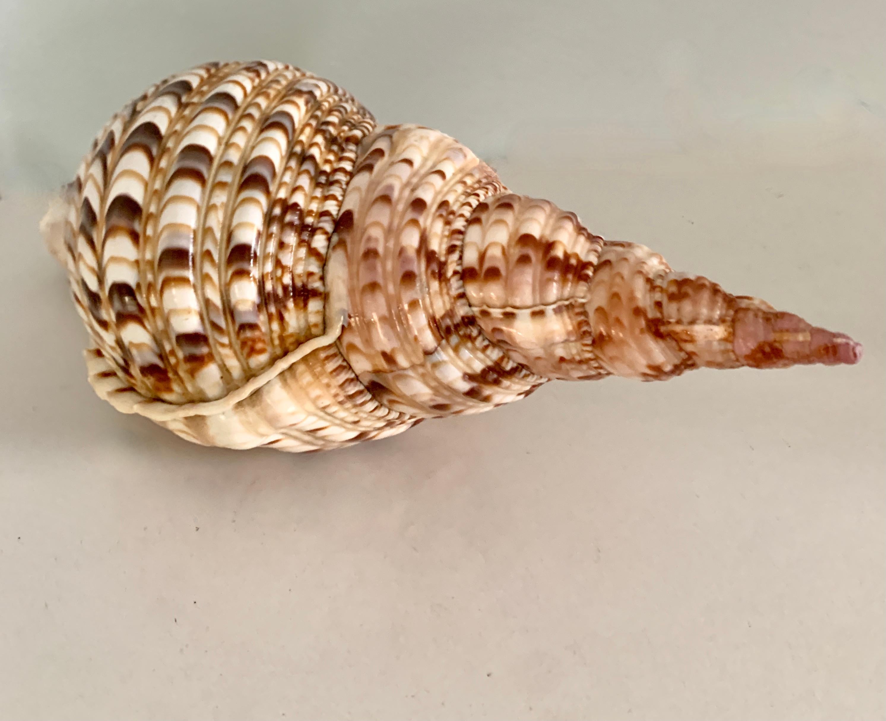 Conch or Auger Shell at 1stDibs | shell auger for sale, 20th conch