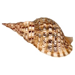 Conch or Auger Shell