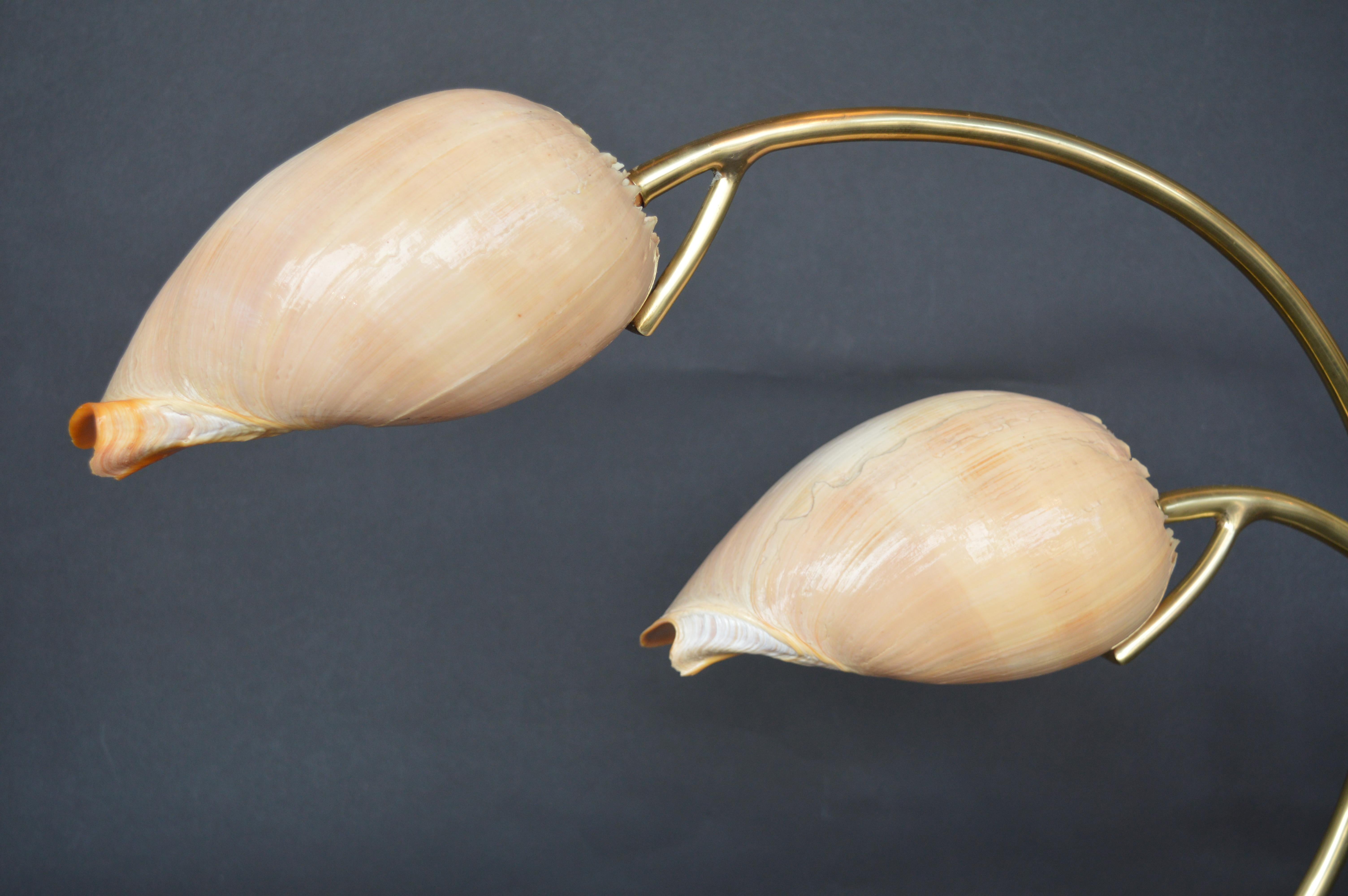 Table lamp with conch sea shell shades. Brass stem.