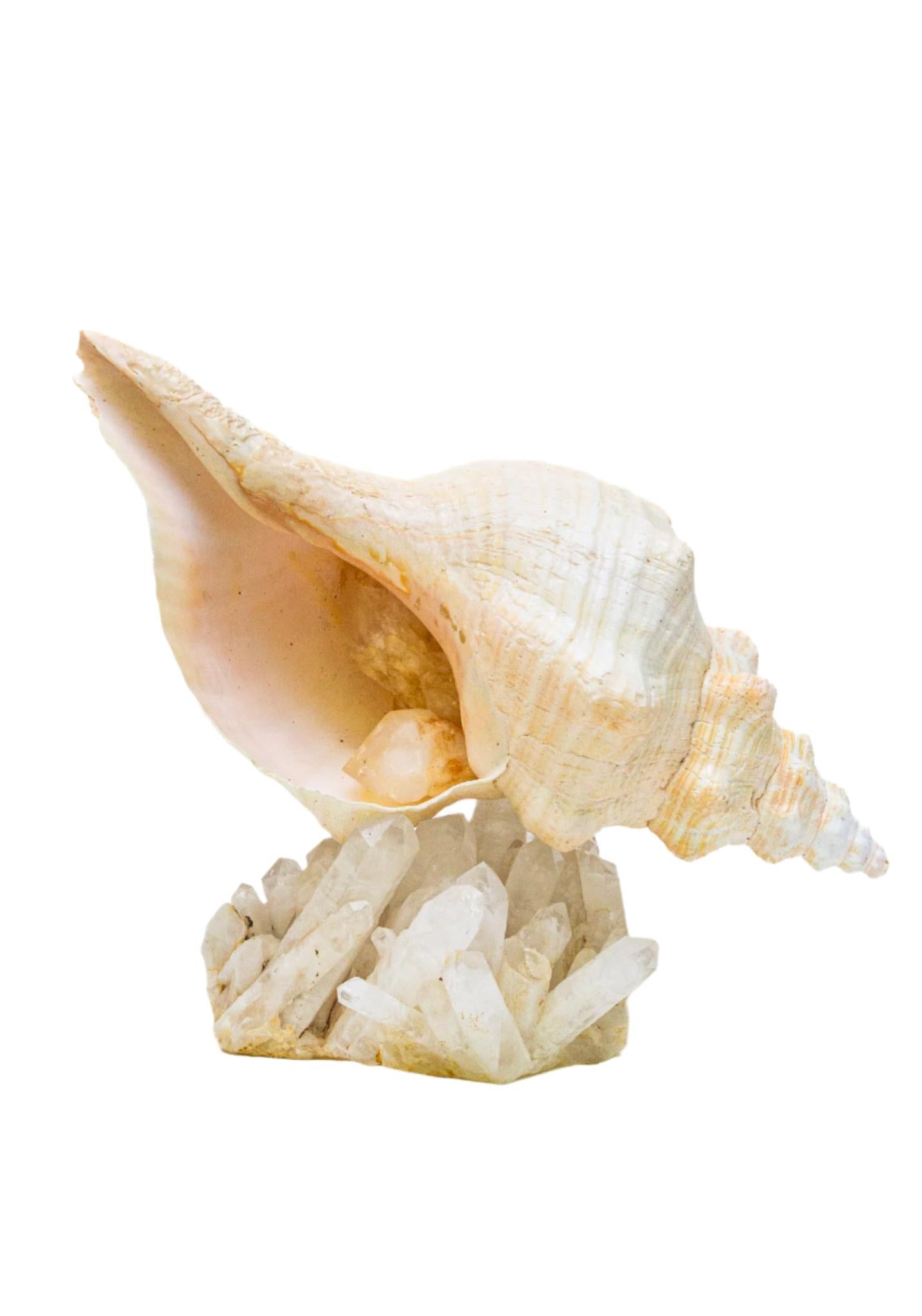 Complete conch shell mounted on a large crystal quartz cluster and adorned with two crystal points, highlighting the neutral and warm hues of the shell.

The piece was collected and put together by Jean O'Reilly Barlow, the artist and creative