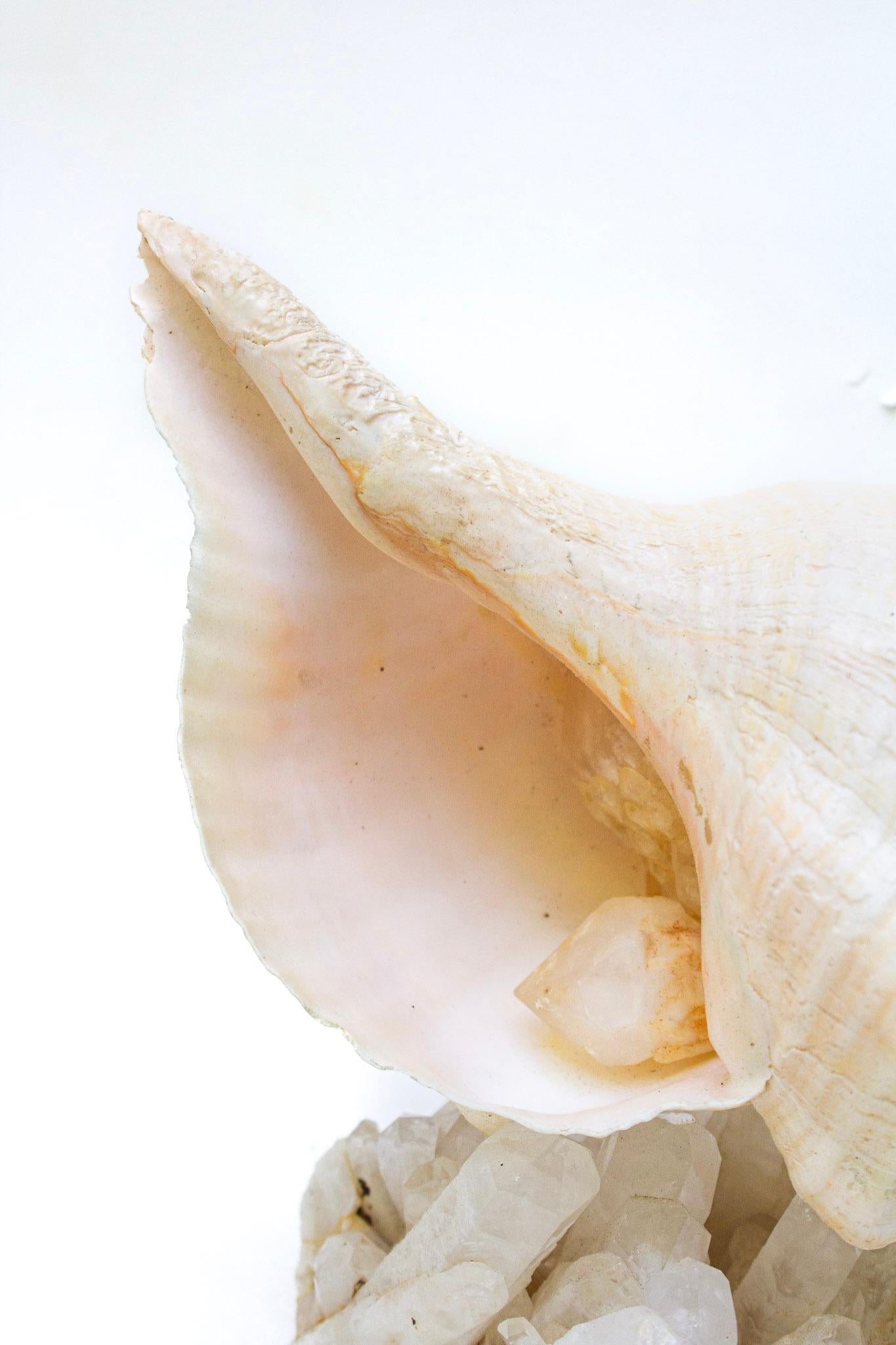 American Conch Shell with Coordinating Crystal Quartz Cluster For Sale