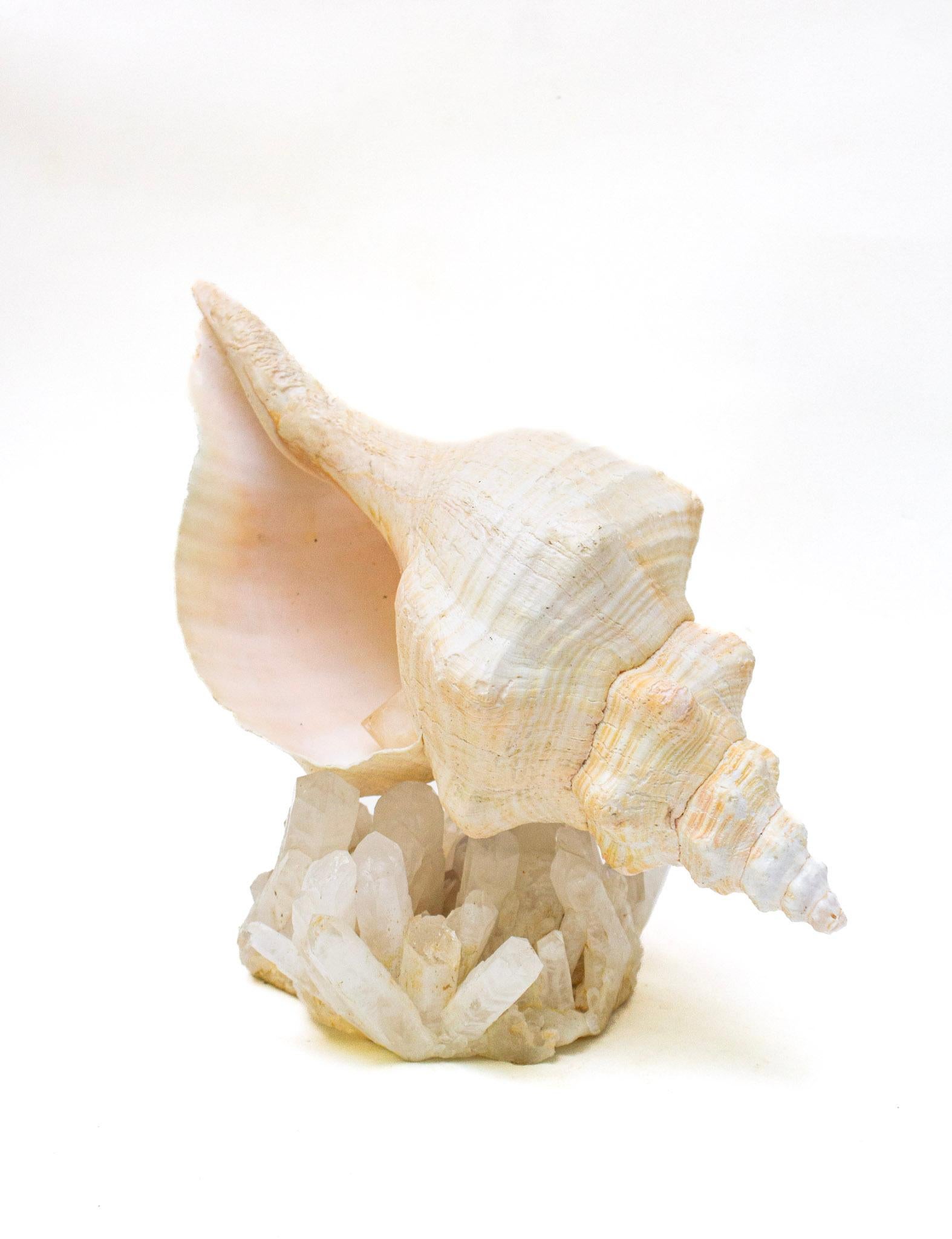 Conch Shell with Coordinating Crystal Quartz Cluster In Good Condition For Sale In Dublin, Dalkey