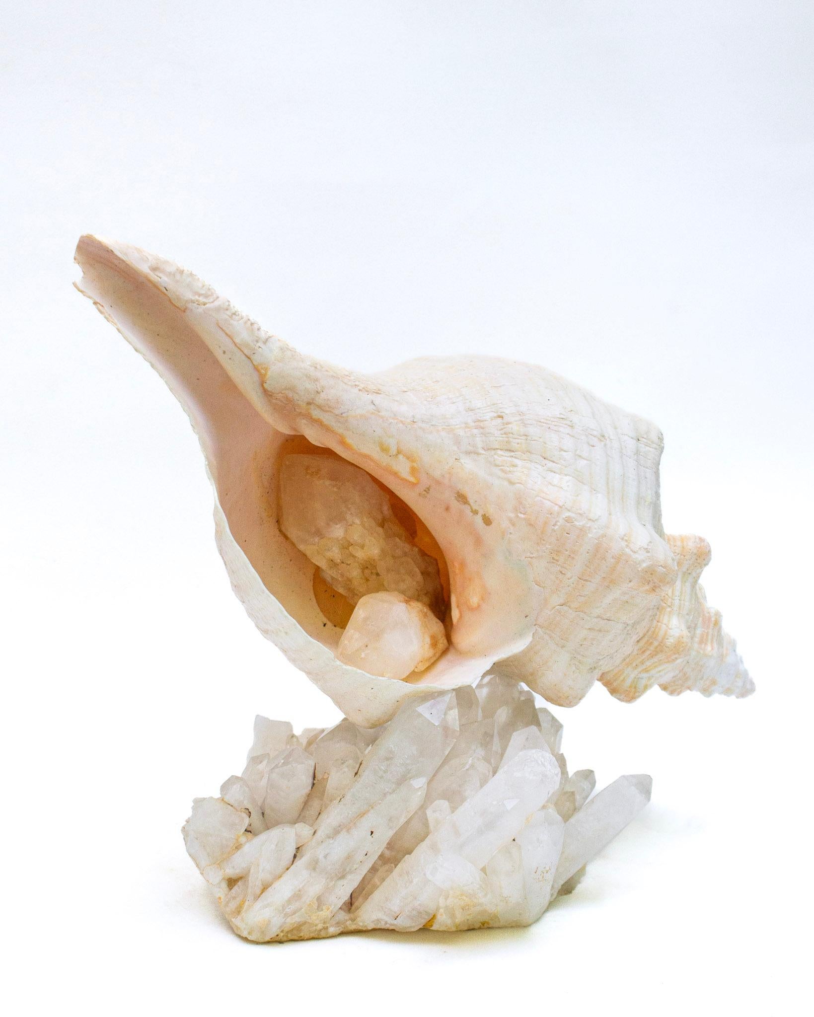 18th Century and Earlier Conch Shell with Coordinating Crystal Quartz Cluster For Sale