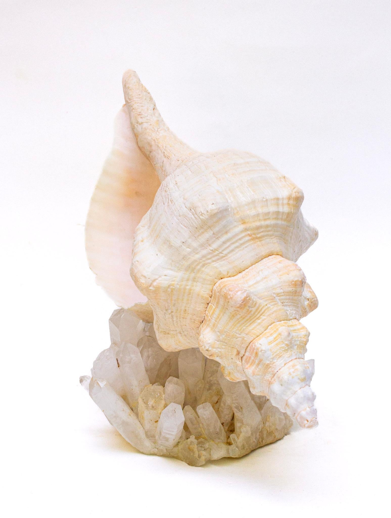 Conch Shell with Coordinating Crystal Quartz Cluster For Sale 1