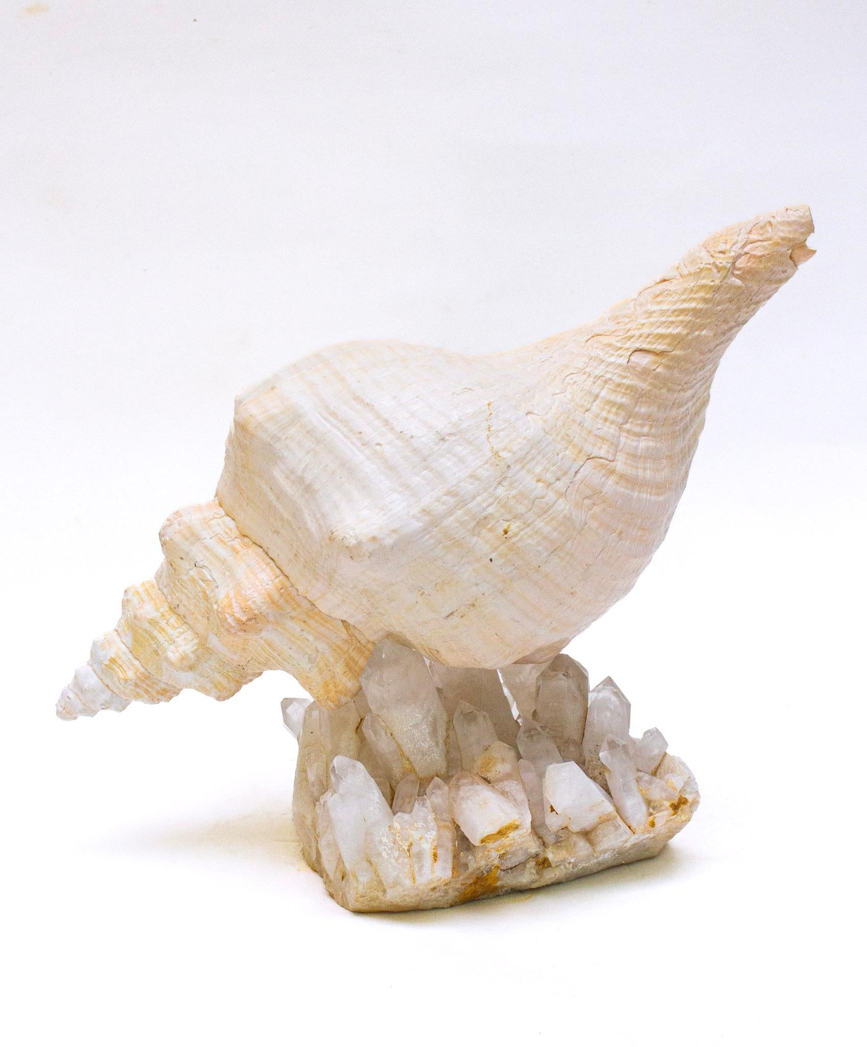 Conch Shell with Coordinating Crystal Quartz Cluster For Sale 2