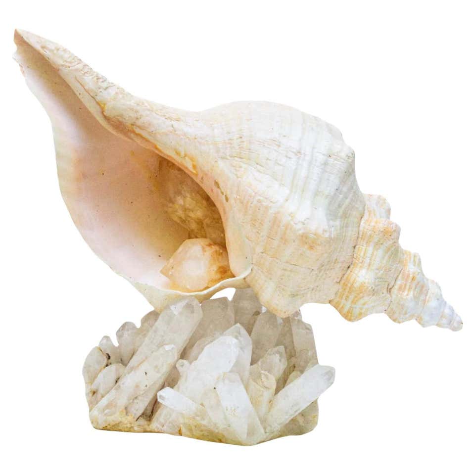 Massive Conch Shell at 1stDibs | how much is a conch shell worth, how ...