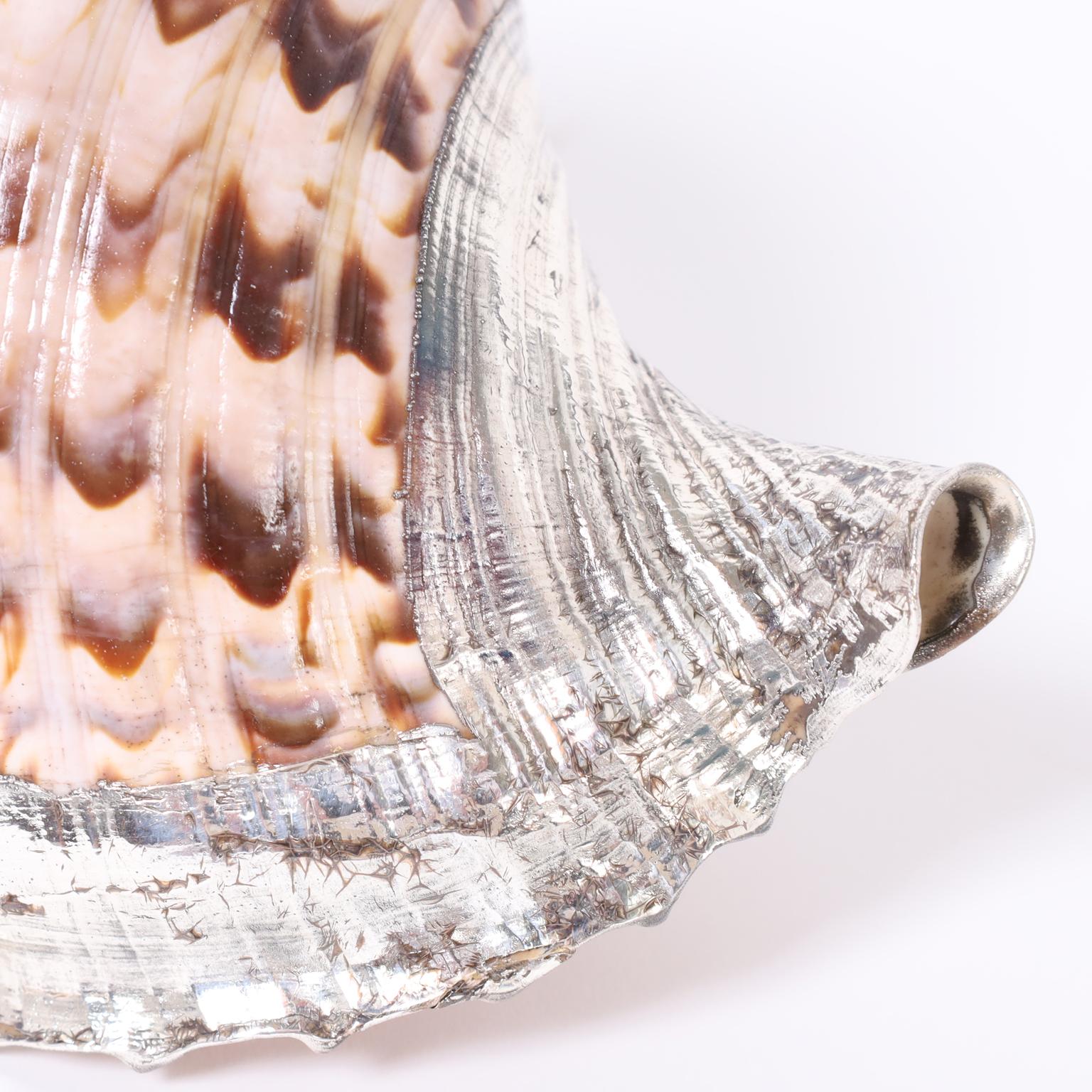 Italian Conch Shell with Silver Plate