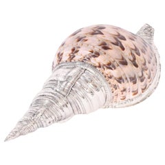 Conch Shell with Silver Plate
