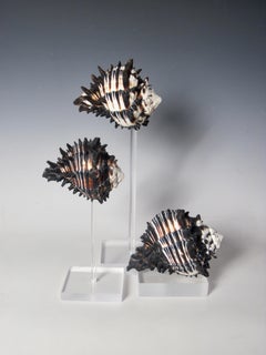 Conch Shells Mounted on Lucite Stands, Collection of Three