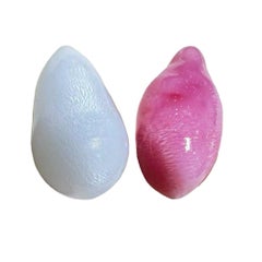 【Conchéa】Flame Kissed Twins — 5.49ct Conch Pearl & 6.0ct Giant Clam Pearl