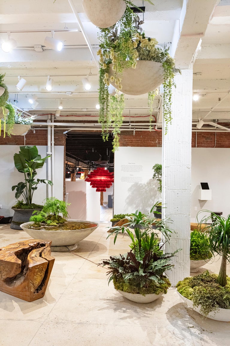 Hanging plants for sale Idea