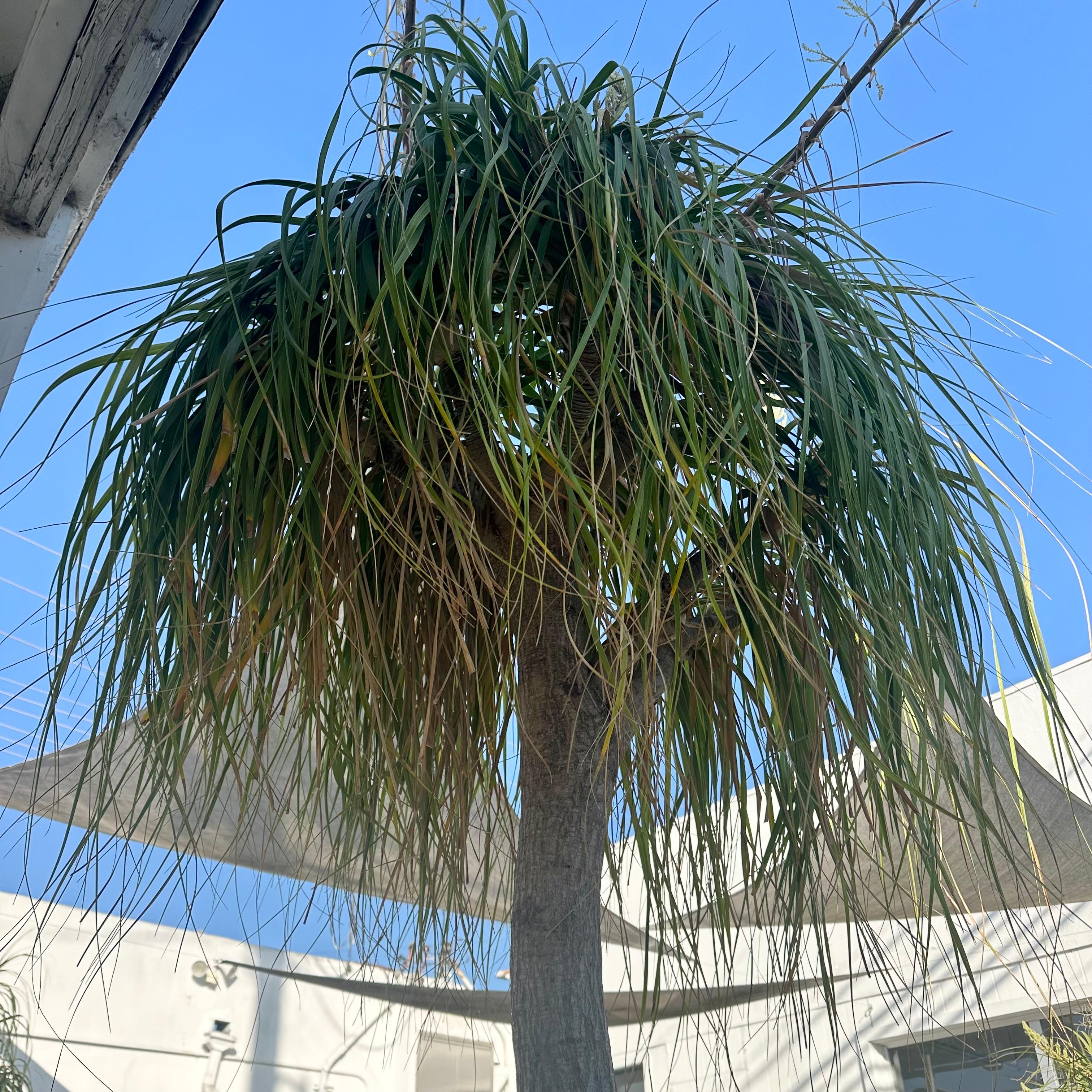 Concrete Saucer Planter with Massive Ponytail Palm Tree, 2000s Switzerland For Sale 4