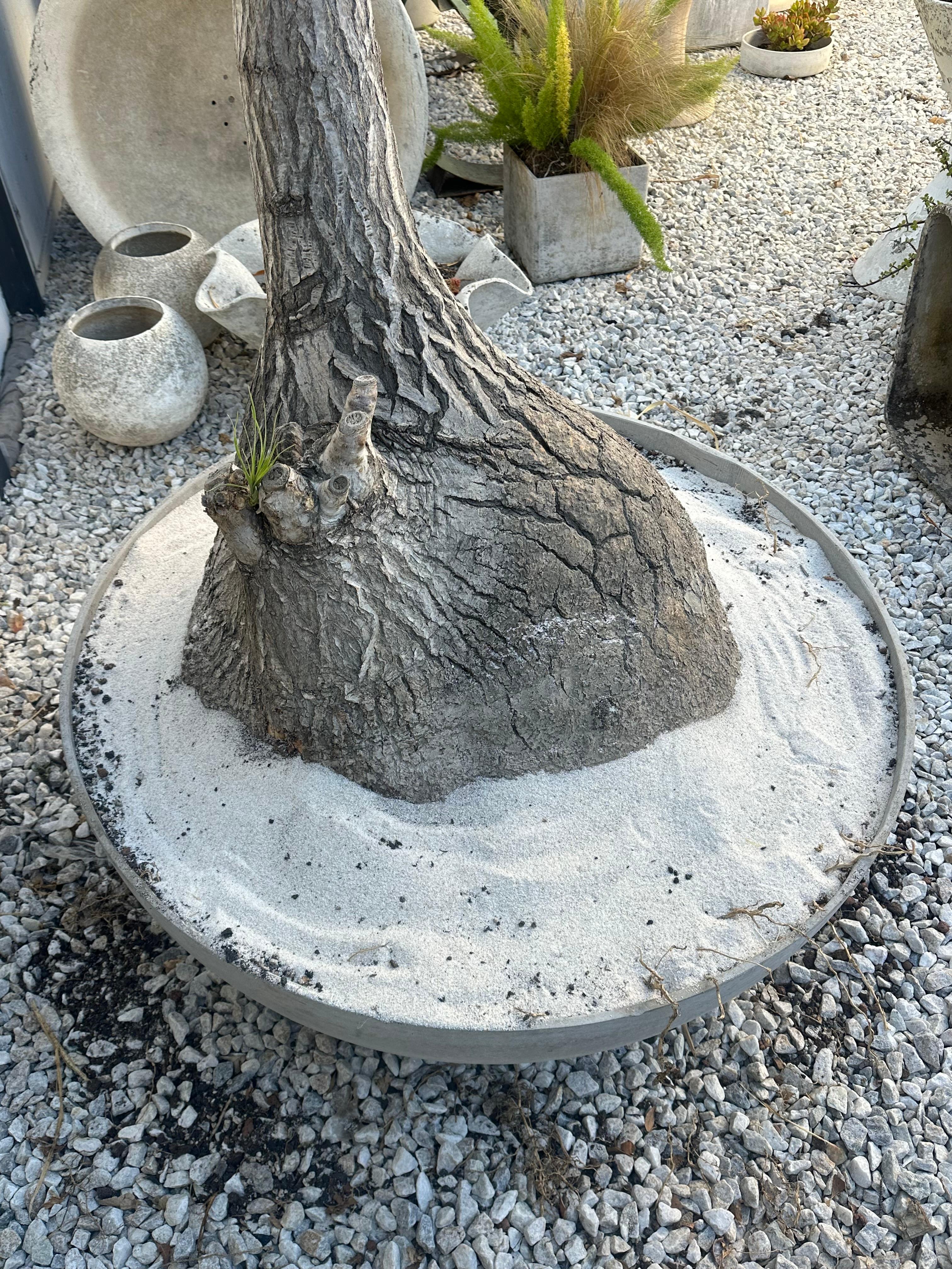 Concrete Saucer Planter with Massive Ponytail Palm Tree, 2000s Switzerland For Sale 5