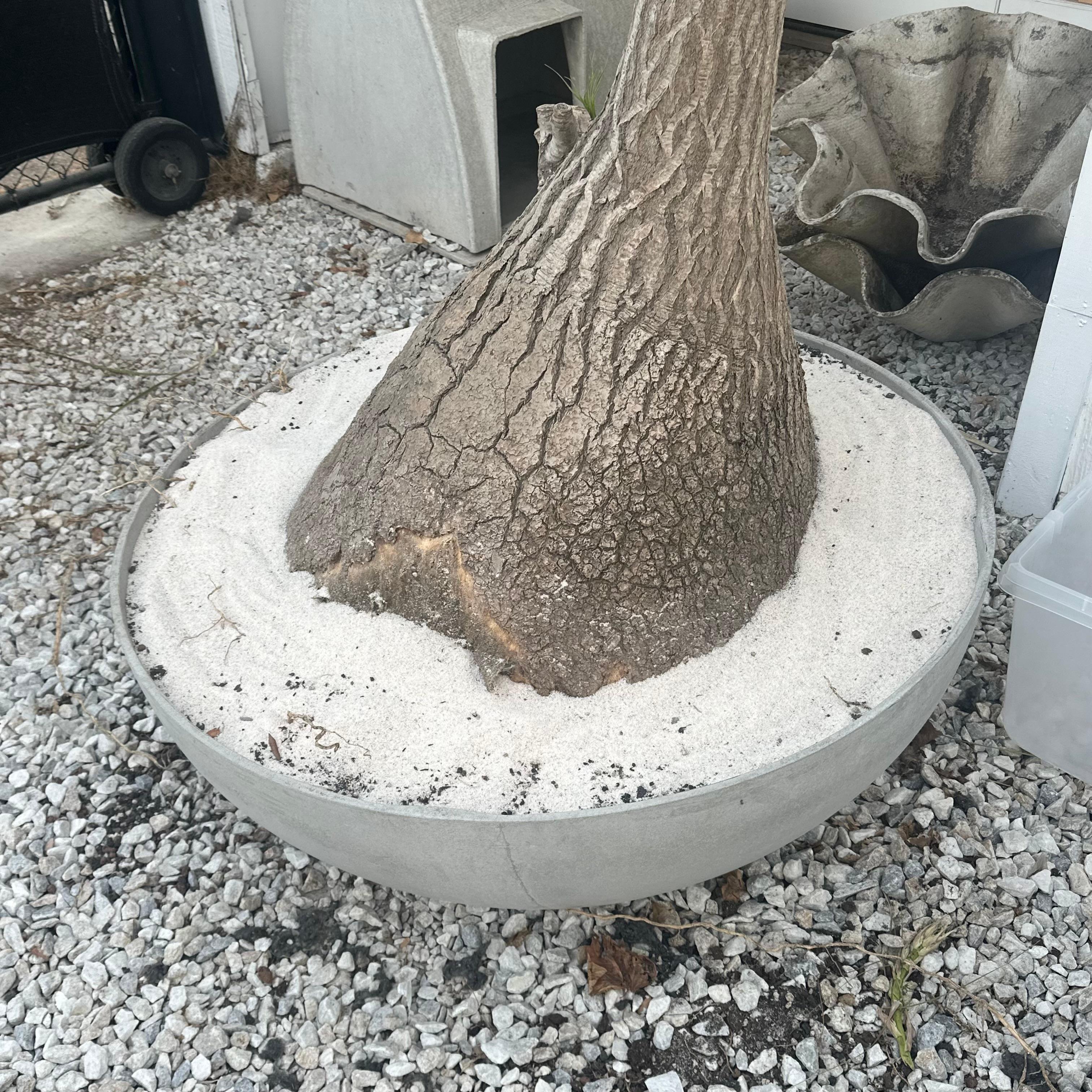 Concrete Saucer Planter with Massive Ponytail Palm Tree, 2000s Switzerland For Sale 6