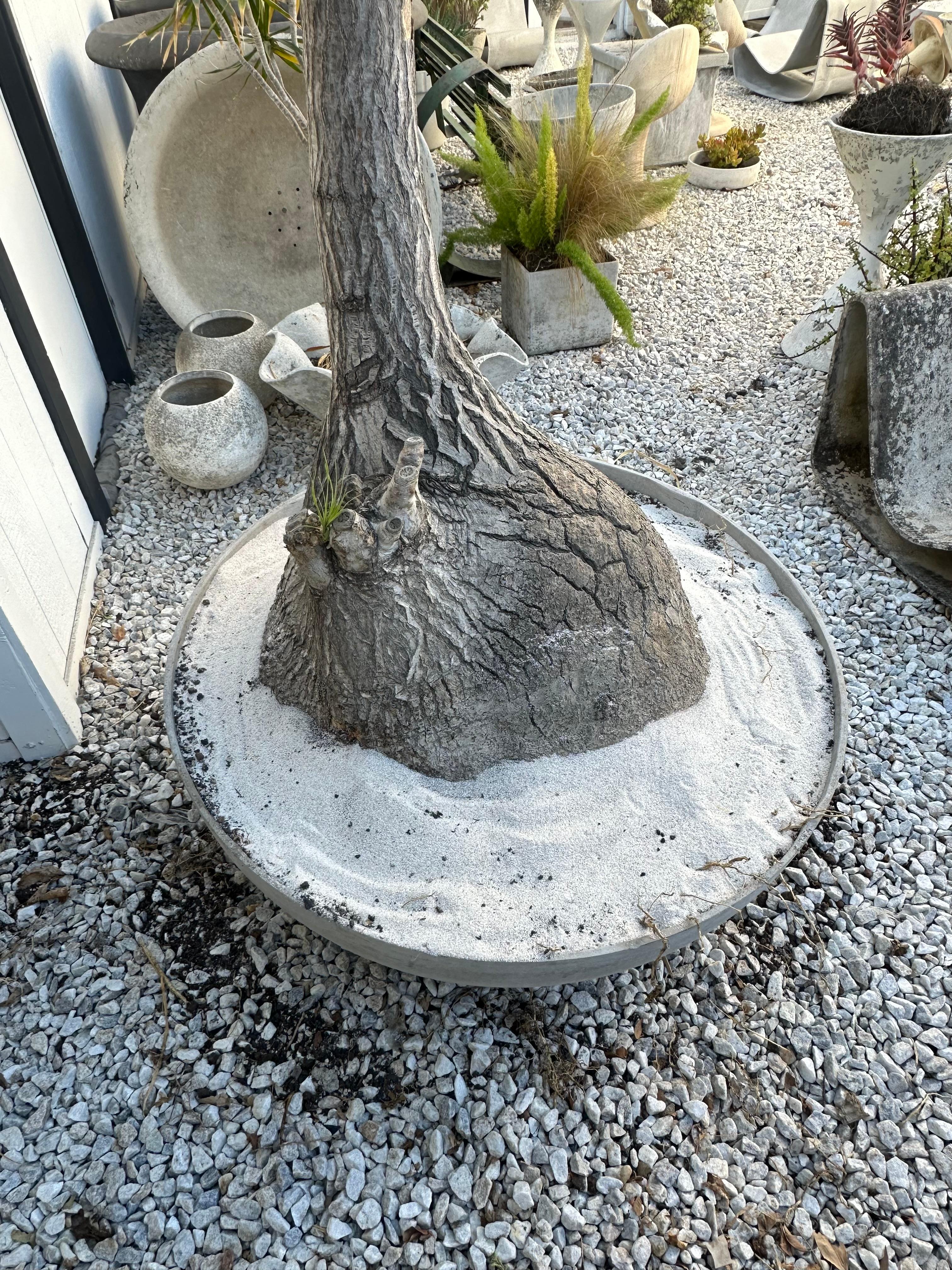 Concrete Saucer Planter with Massive Ponytail Palm Tree, 2000s Switzerland For Sale 7