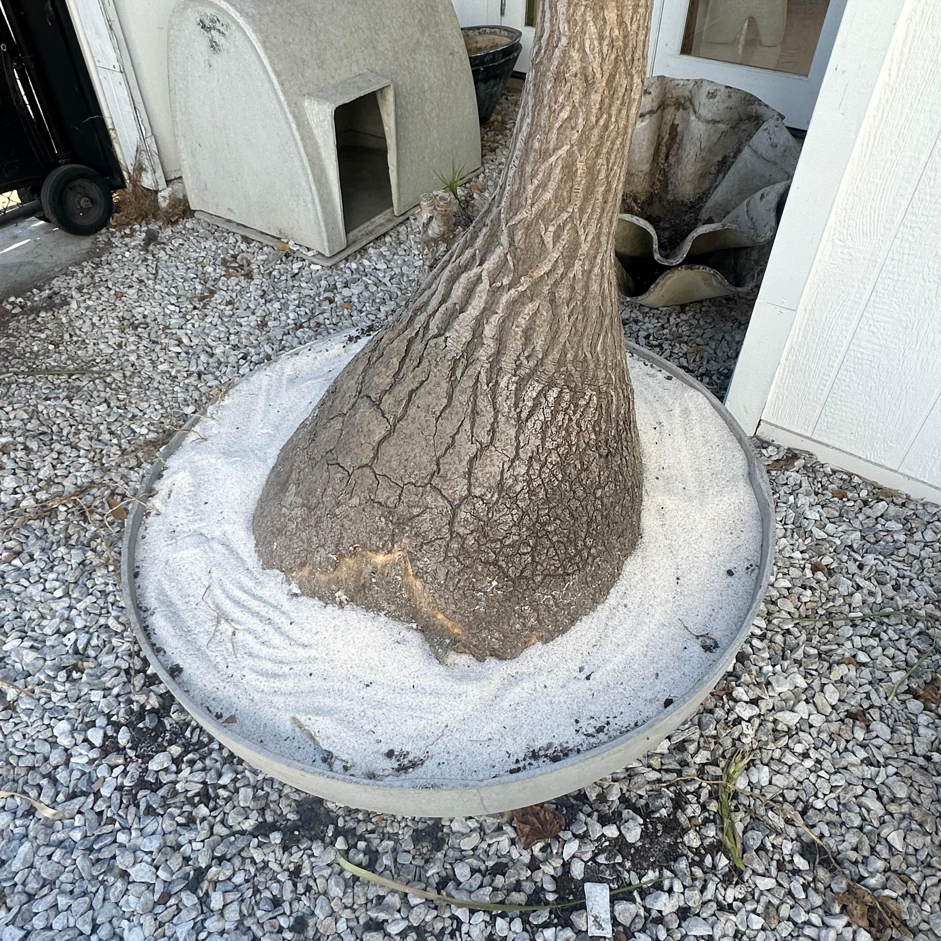Concrete Saucer Planter with Massive Ponytail Palm Tree, 2000s Switzerland For Sale 8