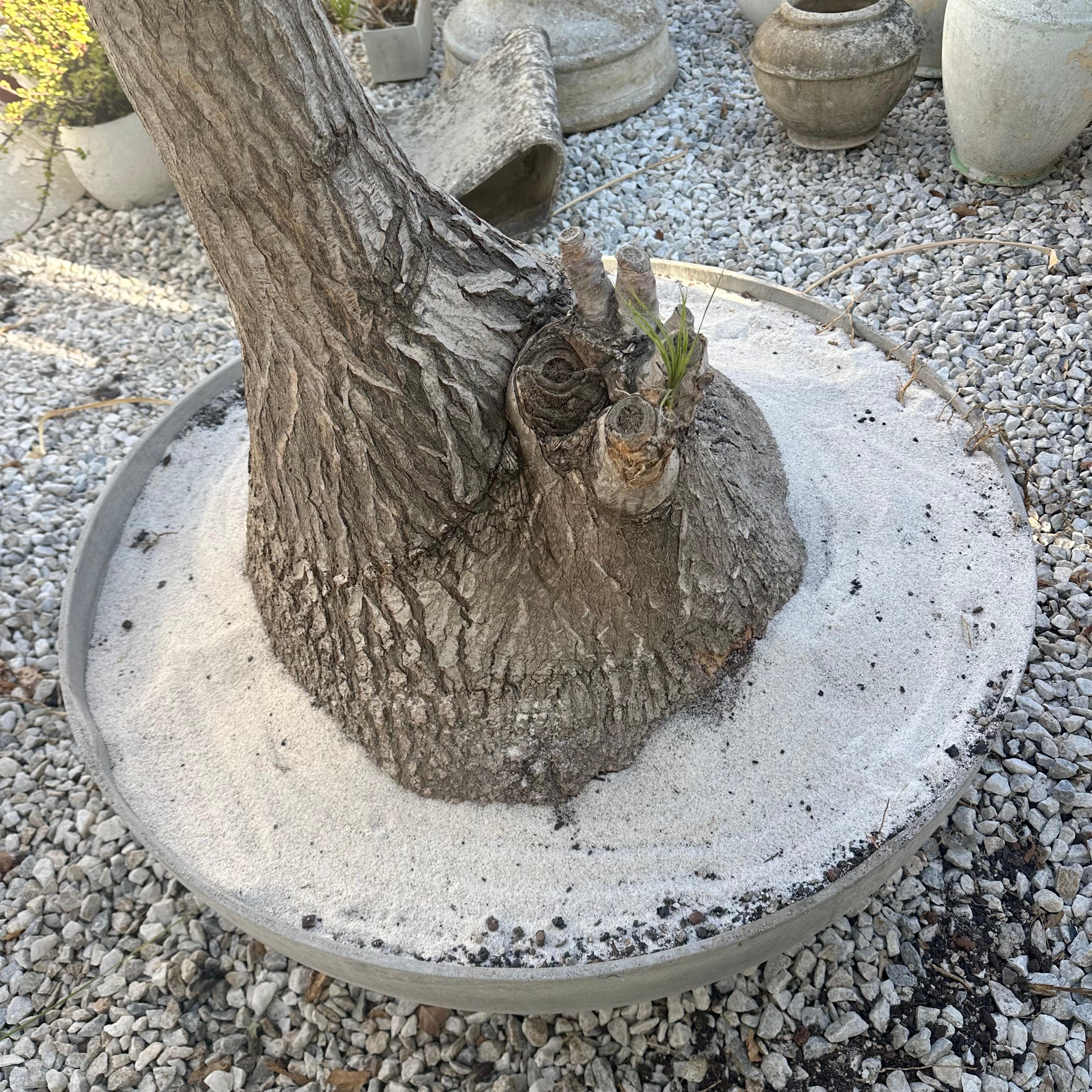 Concrete Saucer Planter with Massive Ponytail Palm Tree, 2000s Switzerland For Sale 9