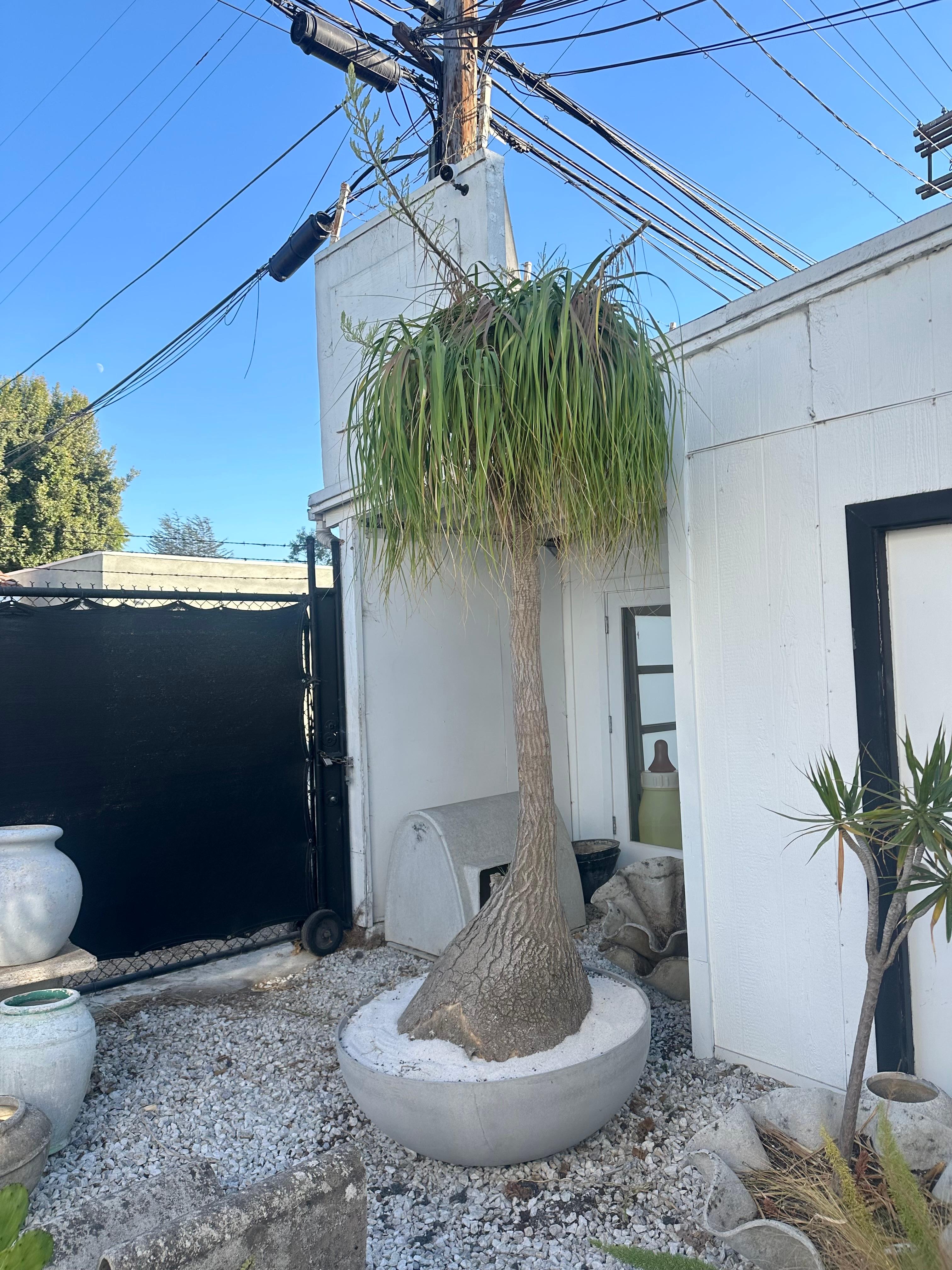 Swiss Concrete Saucer Planter with Massive Ponytail Palm Tree, 2000s Switzerland For Sale