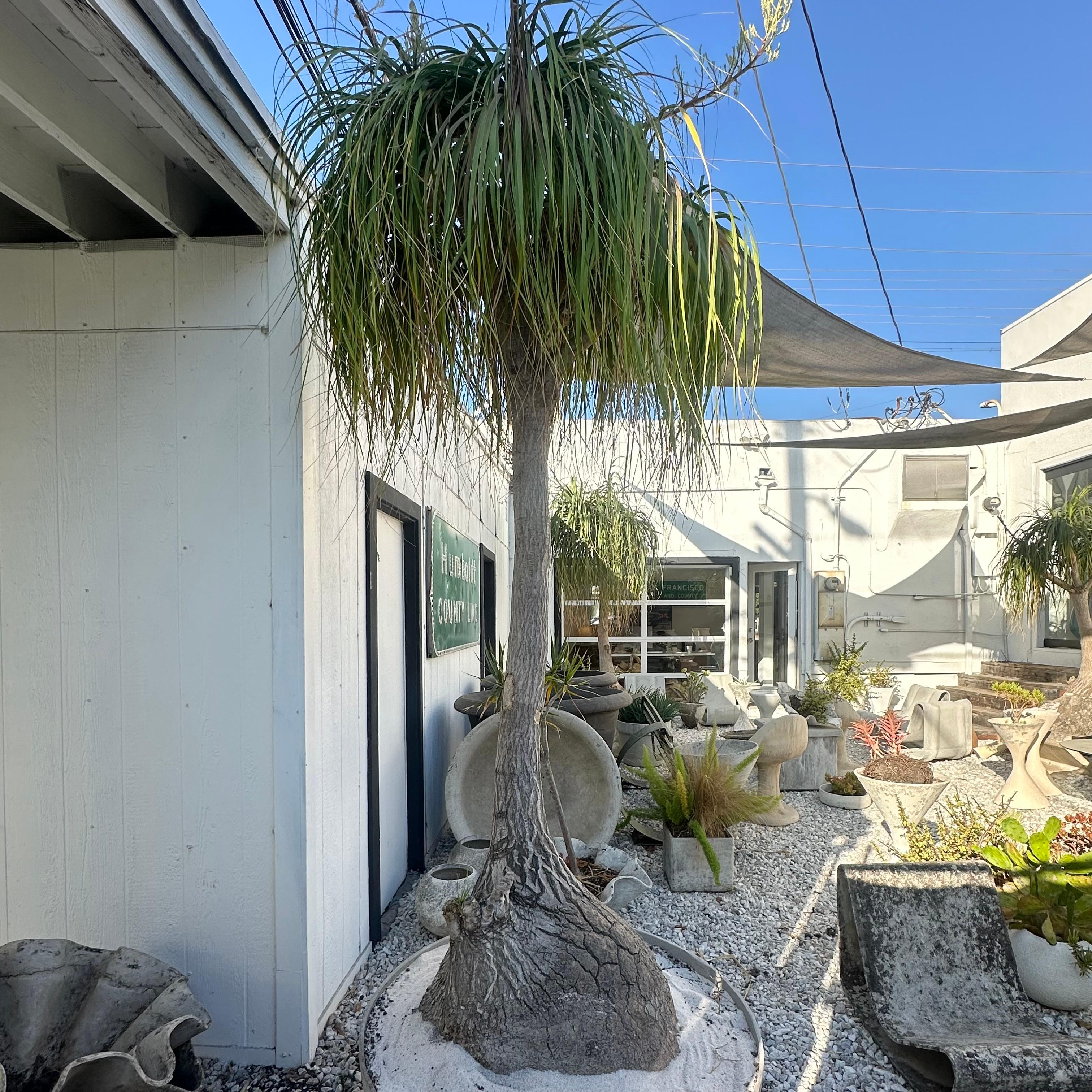Concrete Saucer Planter with Massive Ponytail Palm Tree, 2000s Switzerland In Good Condition For Sale In Los Angeles, CA