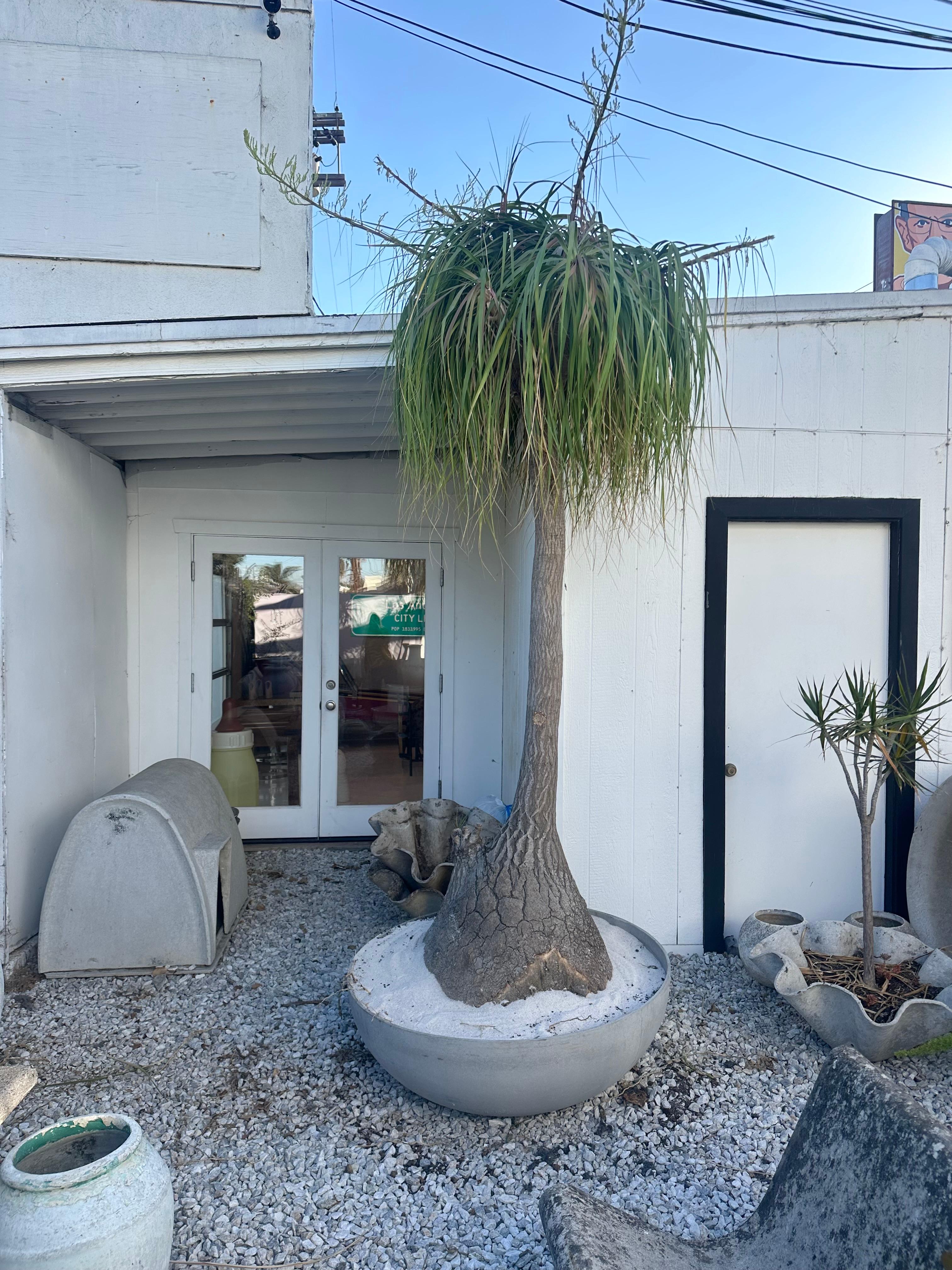 Contemporary Concrete Saucer Planter with Massive Ponytail Palm Tree, 2000s Switzerland For Sale