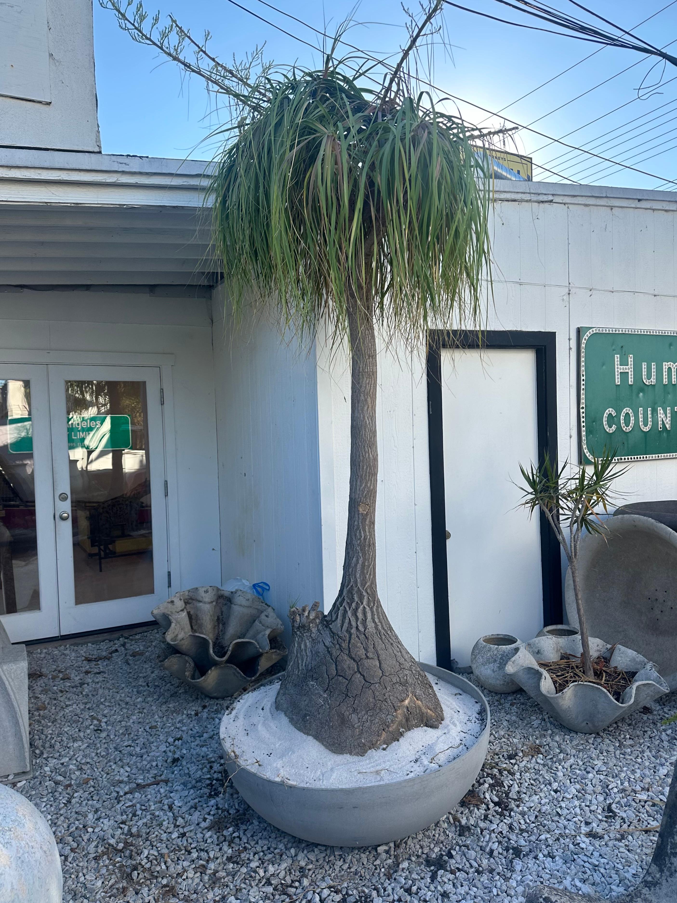 Fiberglass Concrete Saucer Planter with Massive Ponytail Palm Tree, 2000s Switzerland For Sale