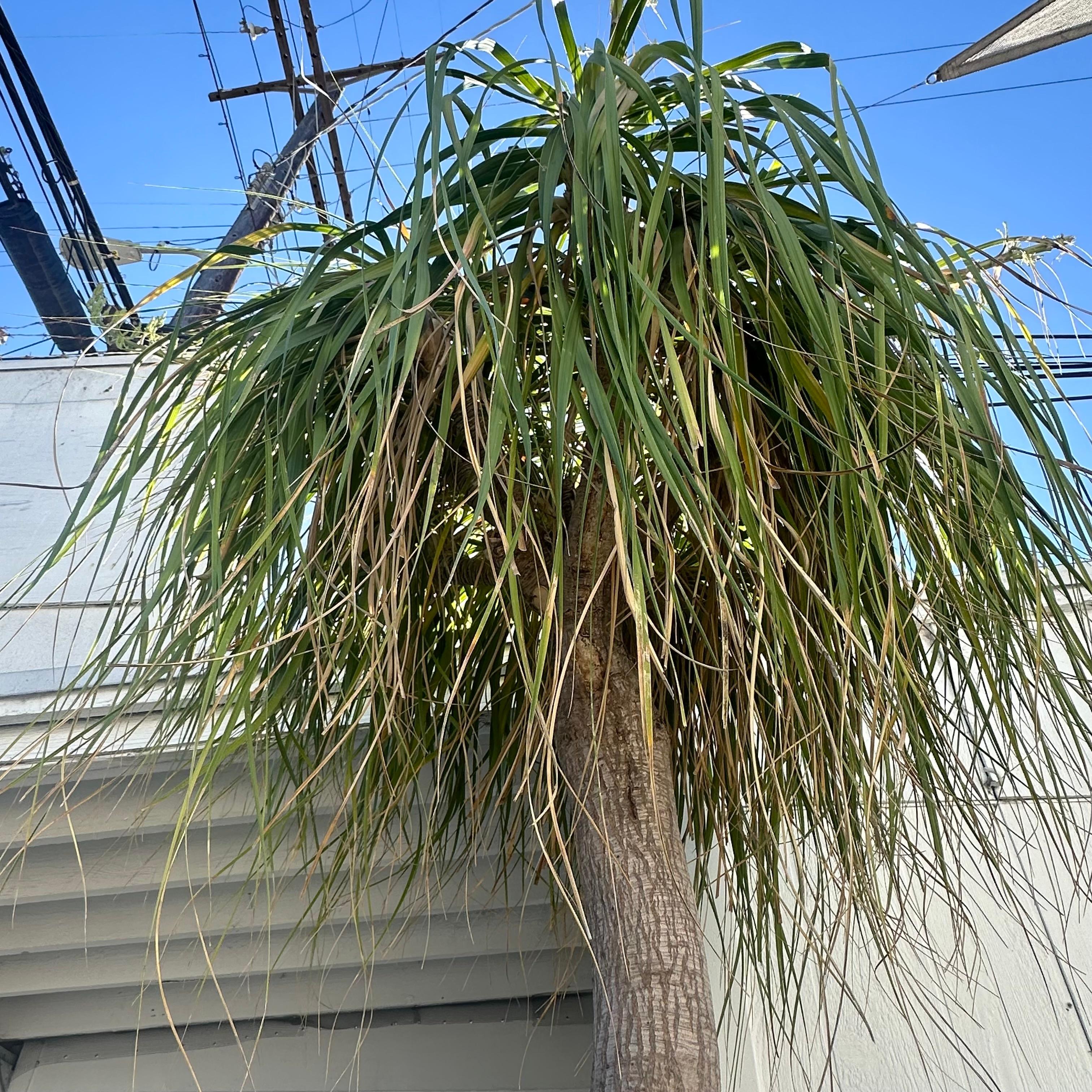 Concrete Saucer Planter with Massive Ponytail Palm Tree, 2000s Switzerland For Sale 1
