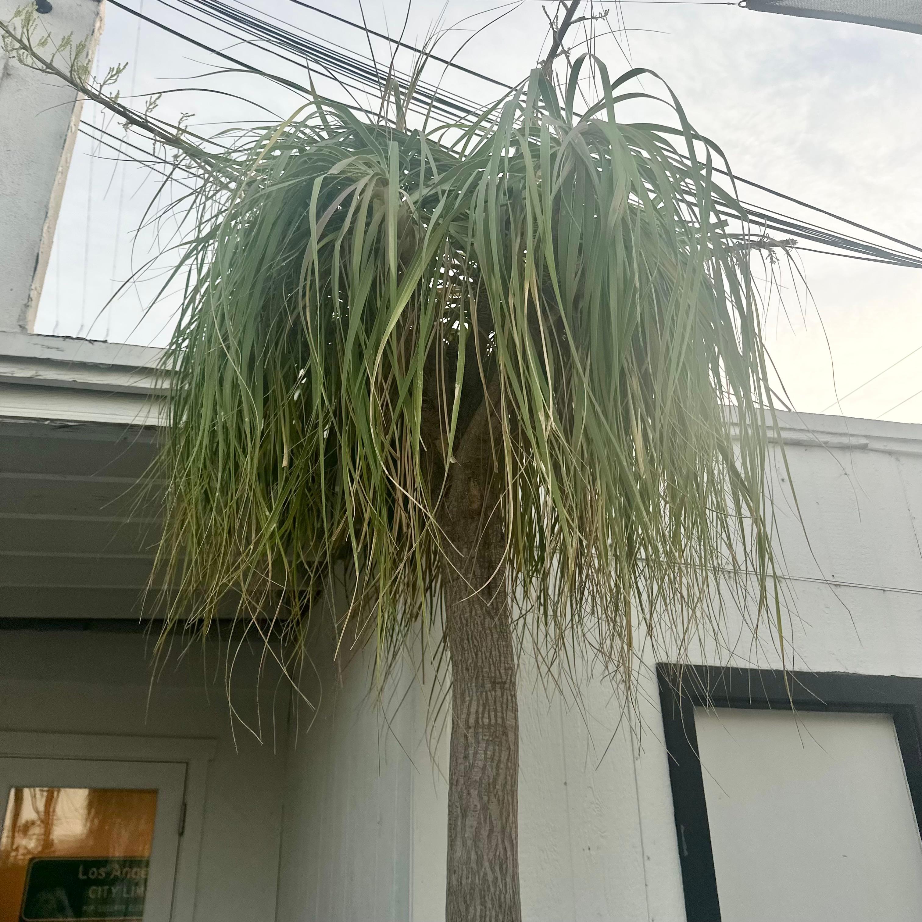 Concrete Saucer Planter with Massive Ponytail Palm Tree, 2000s Switzerland For Sale 2