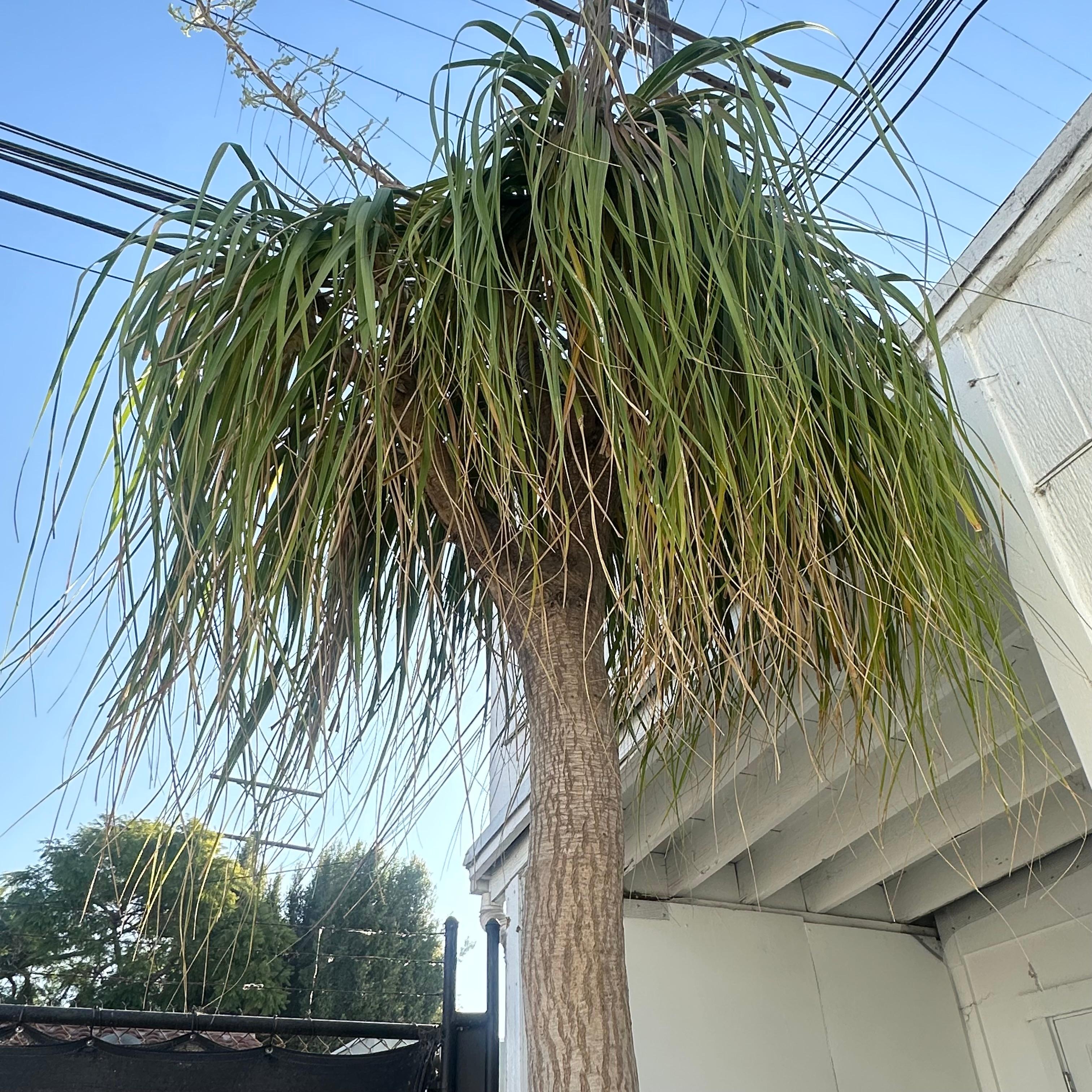 Concrete Saucer Planter with Massive Ponytail Palm Tree, 2000s Switzerland For Sale 3
