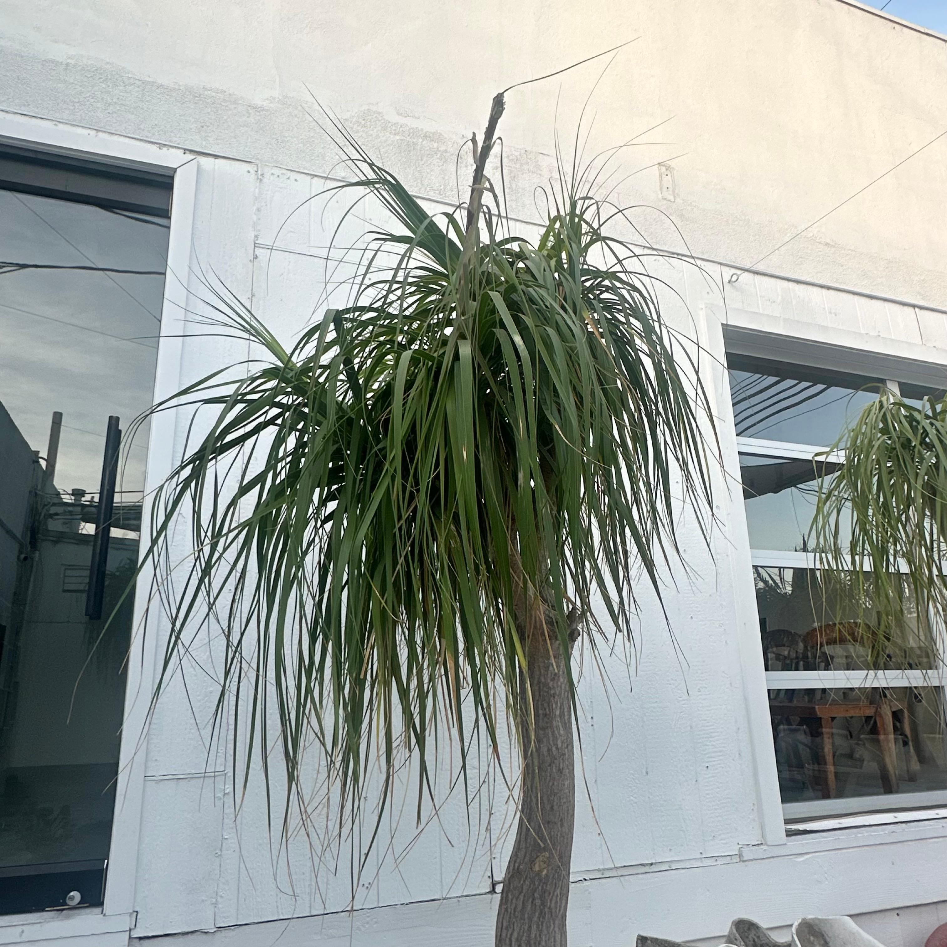 Concrete Saucer Planter with Monumental Ponytail Palm Tree, 2000s Switzerland For Sale 4