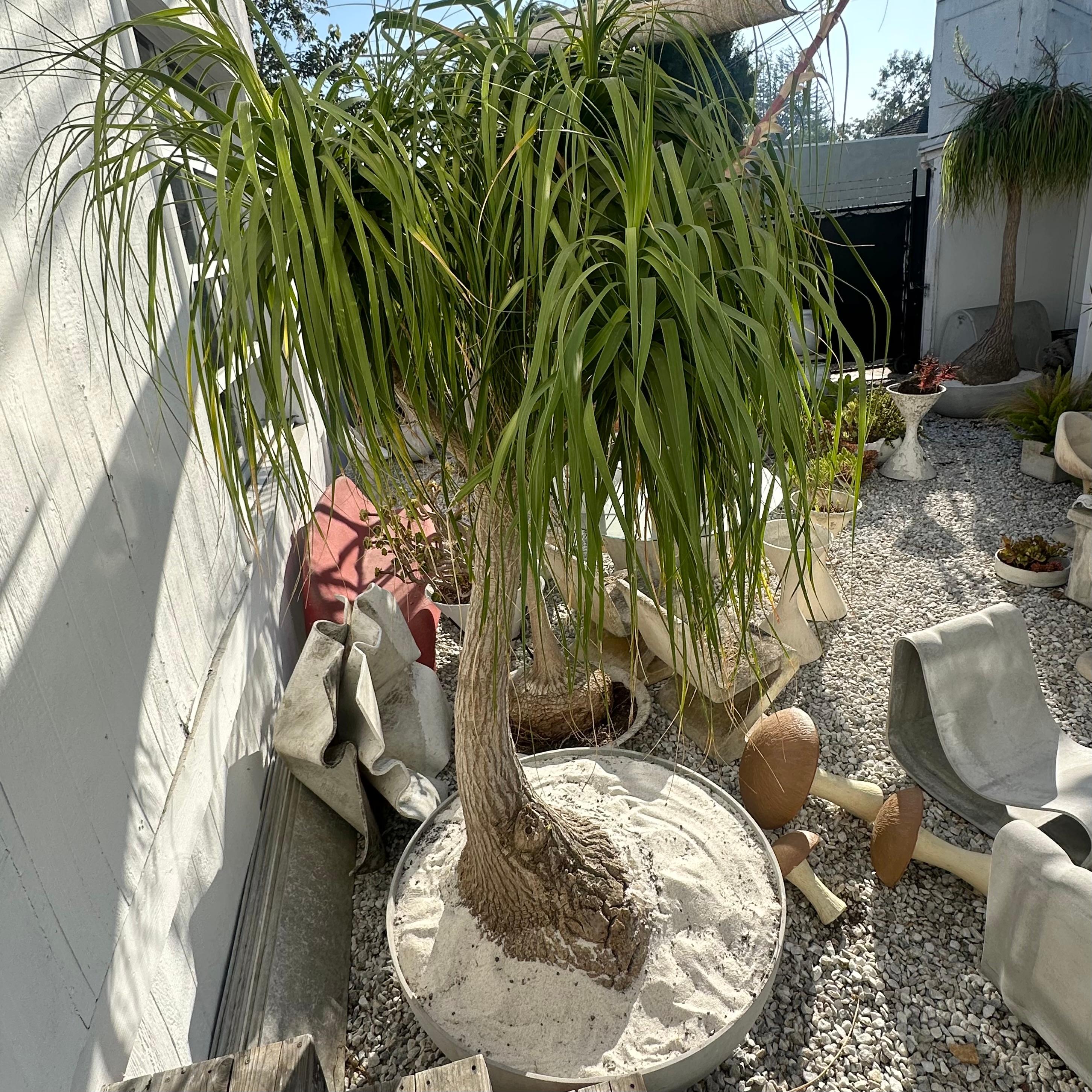 Concrete Saucer Planter with Monumental Ponytail Palm Tree, 2000s Switzerland For Sale 5