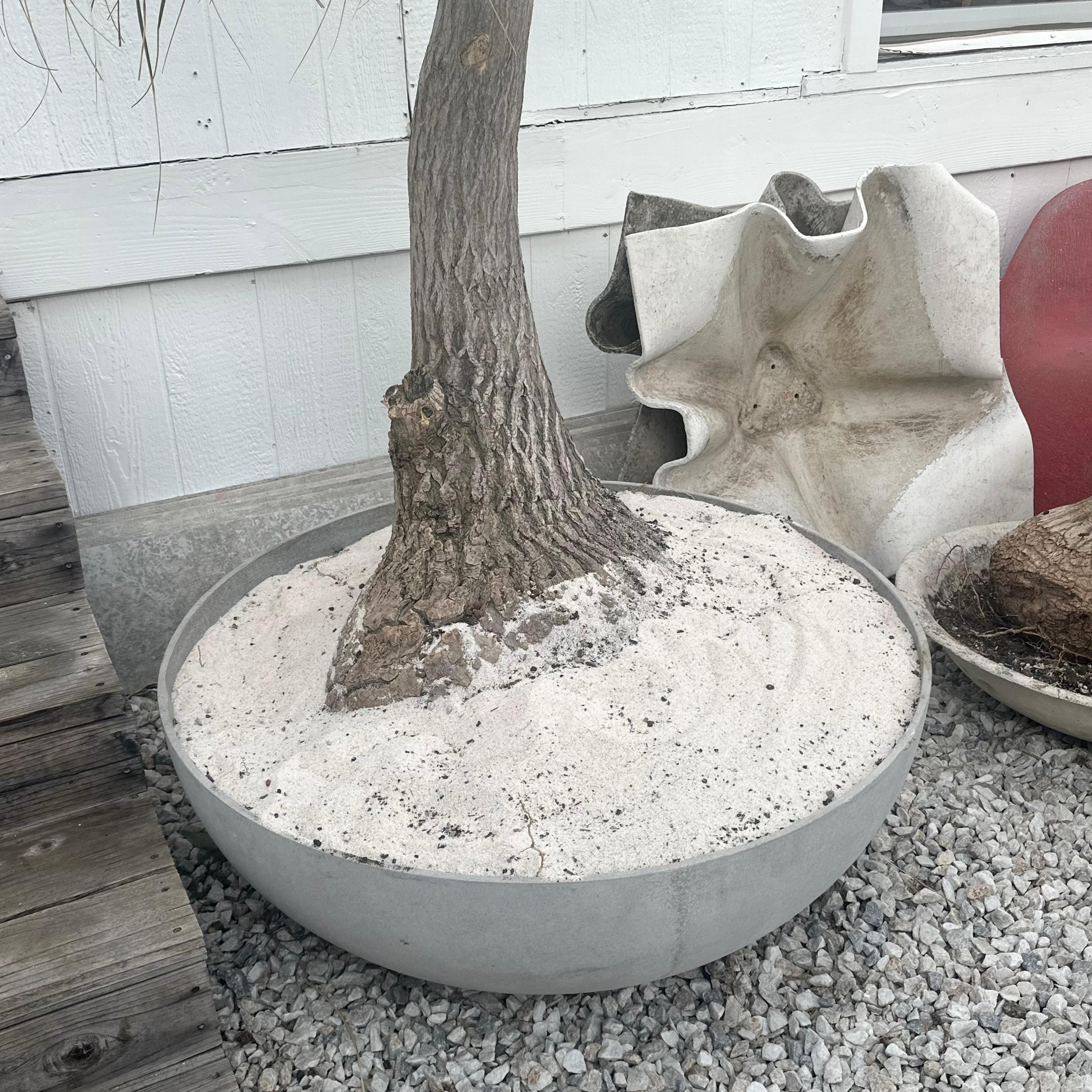 Concrete Saucer Planter with Monumental Ponytail Palm Tree, 2000s Switzerland For Sale 6