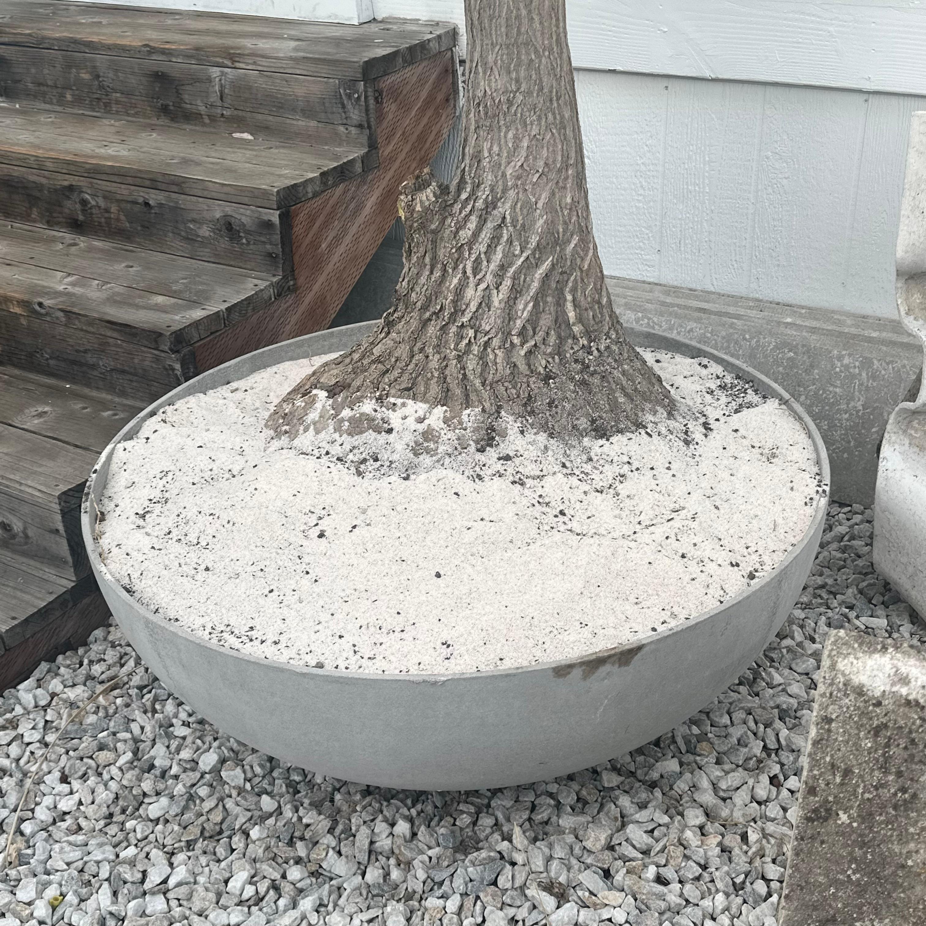 Concrete Saucer Planter with Monumental Ponytail Palm Tree, 2000s Switzerland For Sale 7