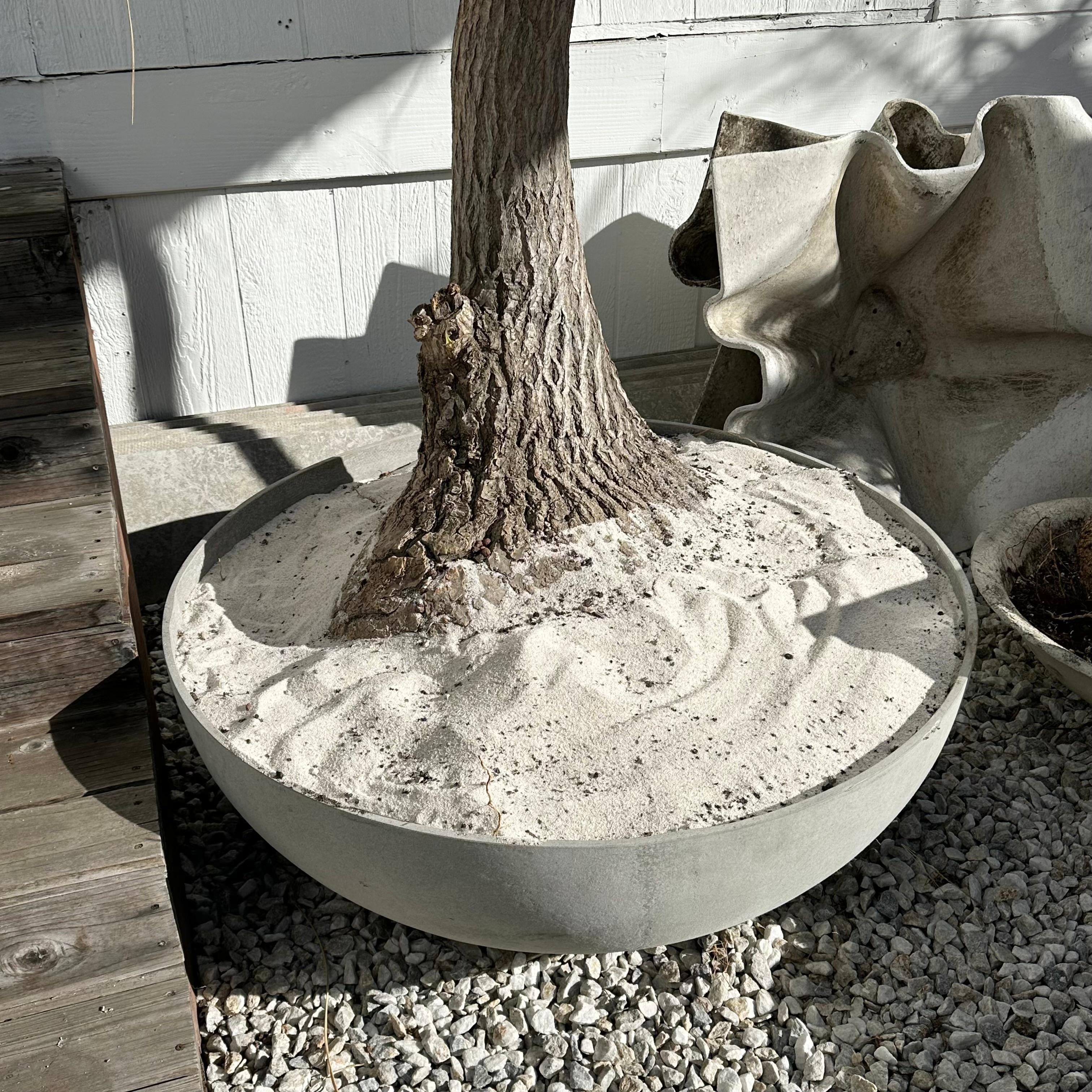 Concrete Saucer Planter with Monumental Ponytail Palm Tree, 2000s Switzerland For Sale 8