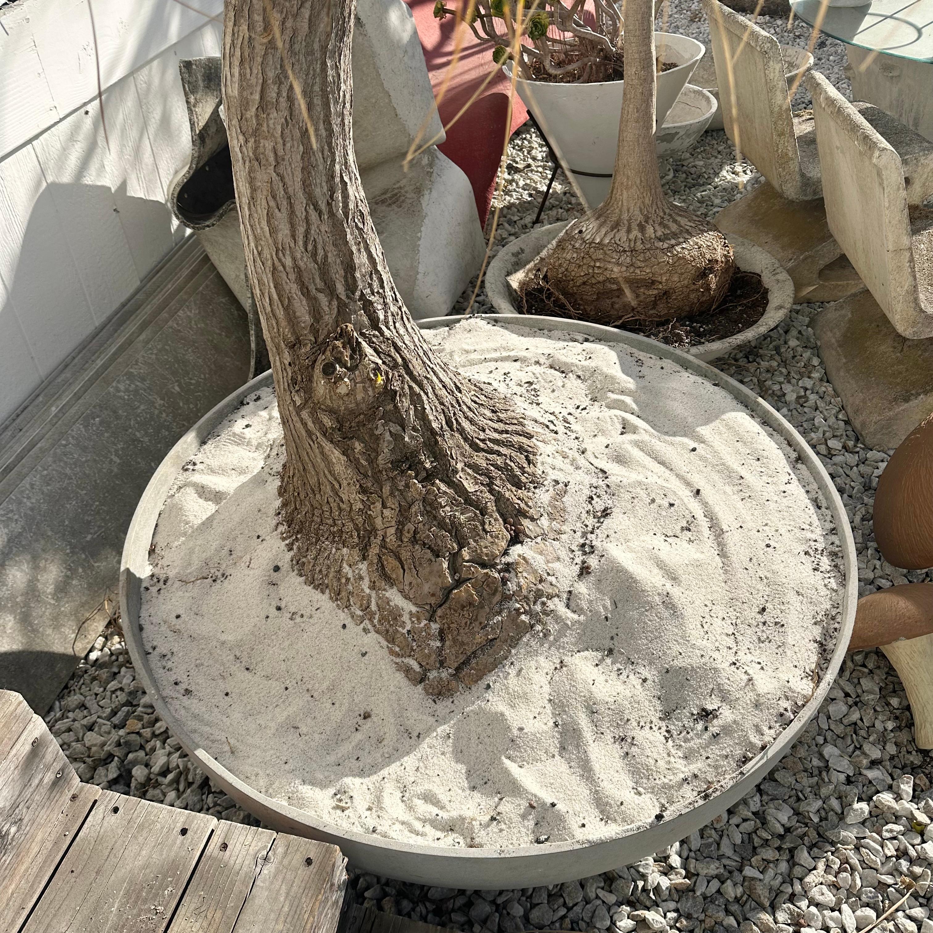 Concrete Saucer Planter with Monumental Ponytail Palm Tree, 2000s Switzerland For Sale 9