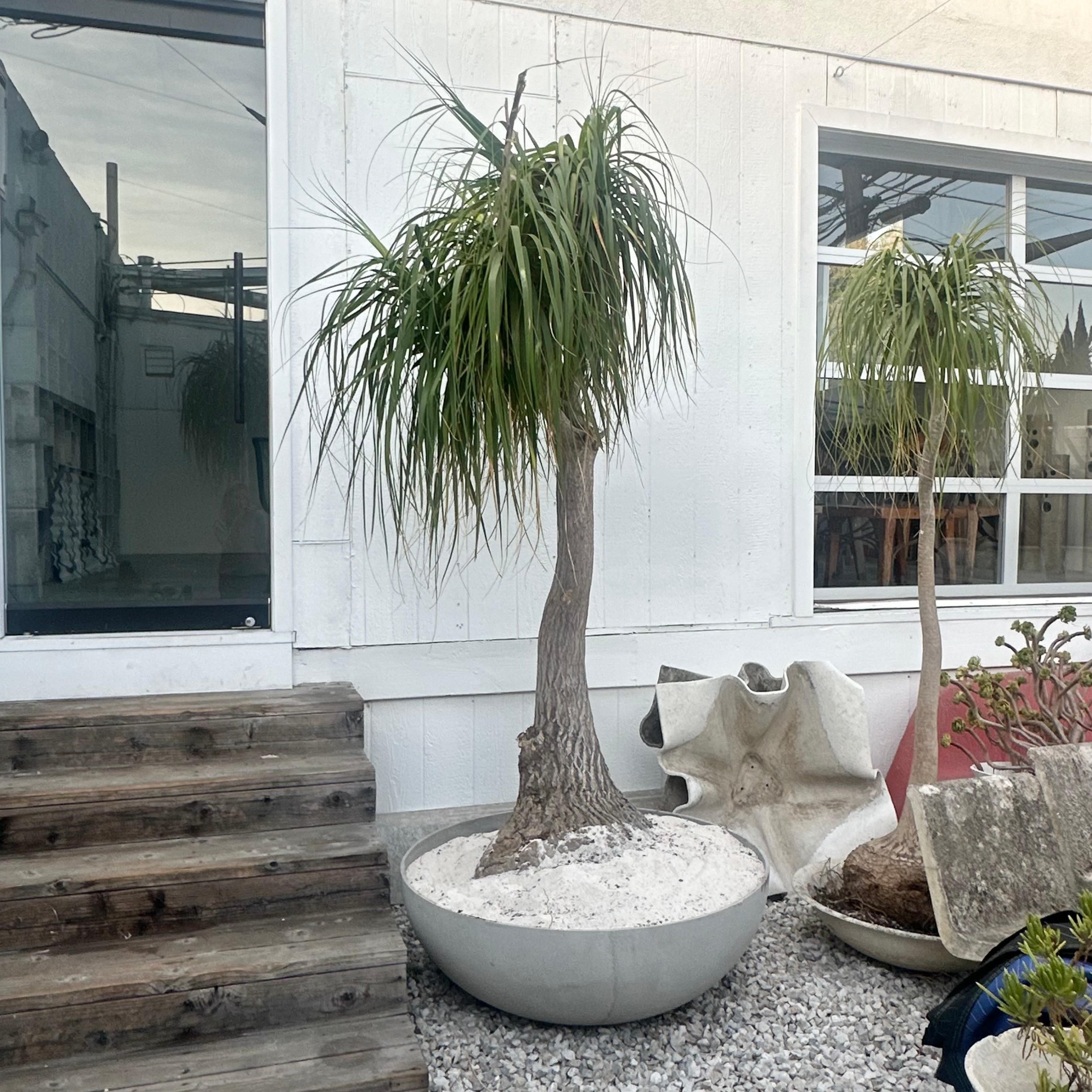 Massive circular planter  hand made and designed by Eternit, Switzerland. Planter is crafted from a special fiberglass and concrete material. Heavy and sturdy piece of functional art that will last a lifetime. 

Fitted inside the planter is a