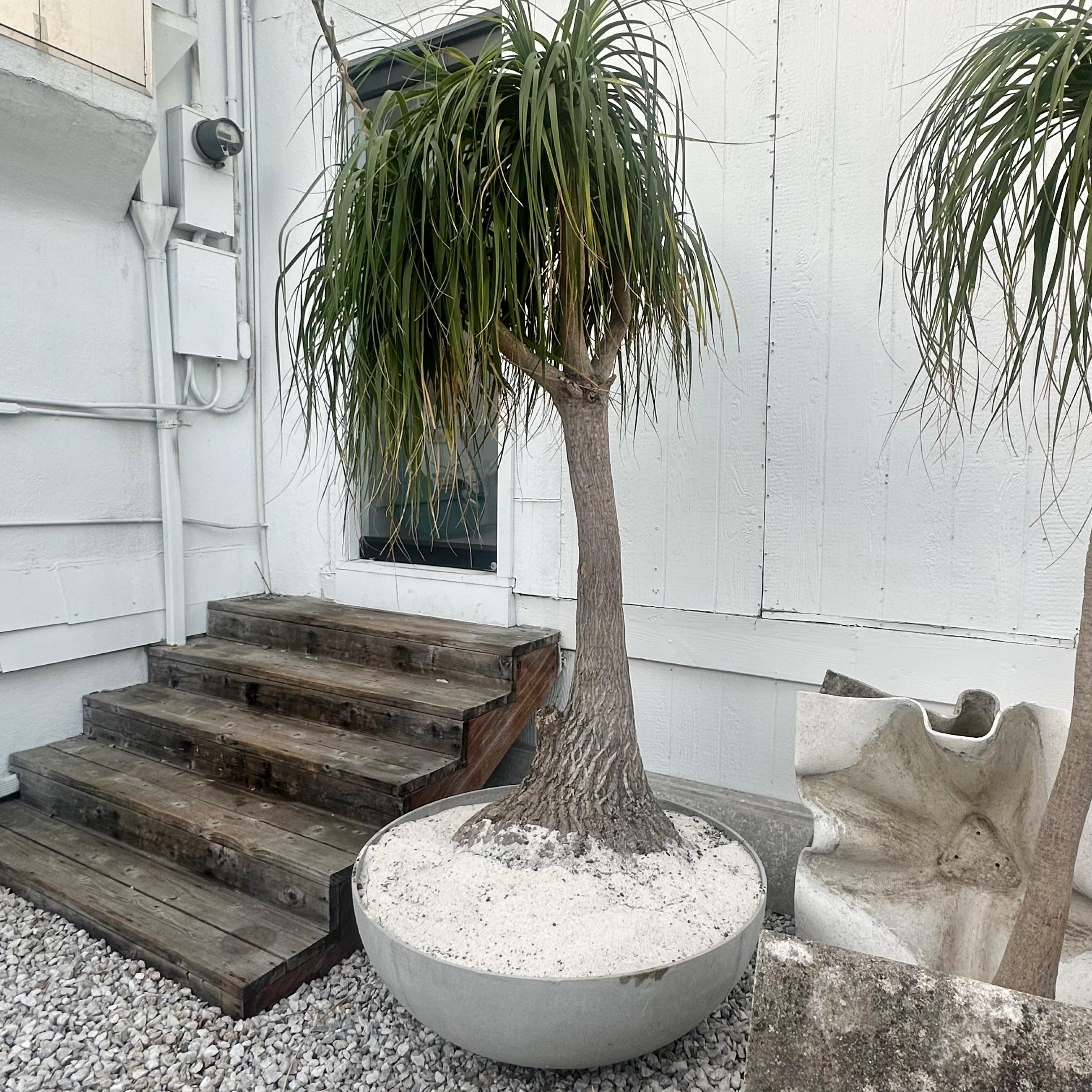 Swiss Concrete Saucer Planter with Monumental Ponytail Palm Tree, 2000s Switzerland For Sale